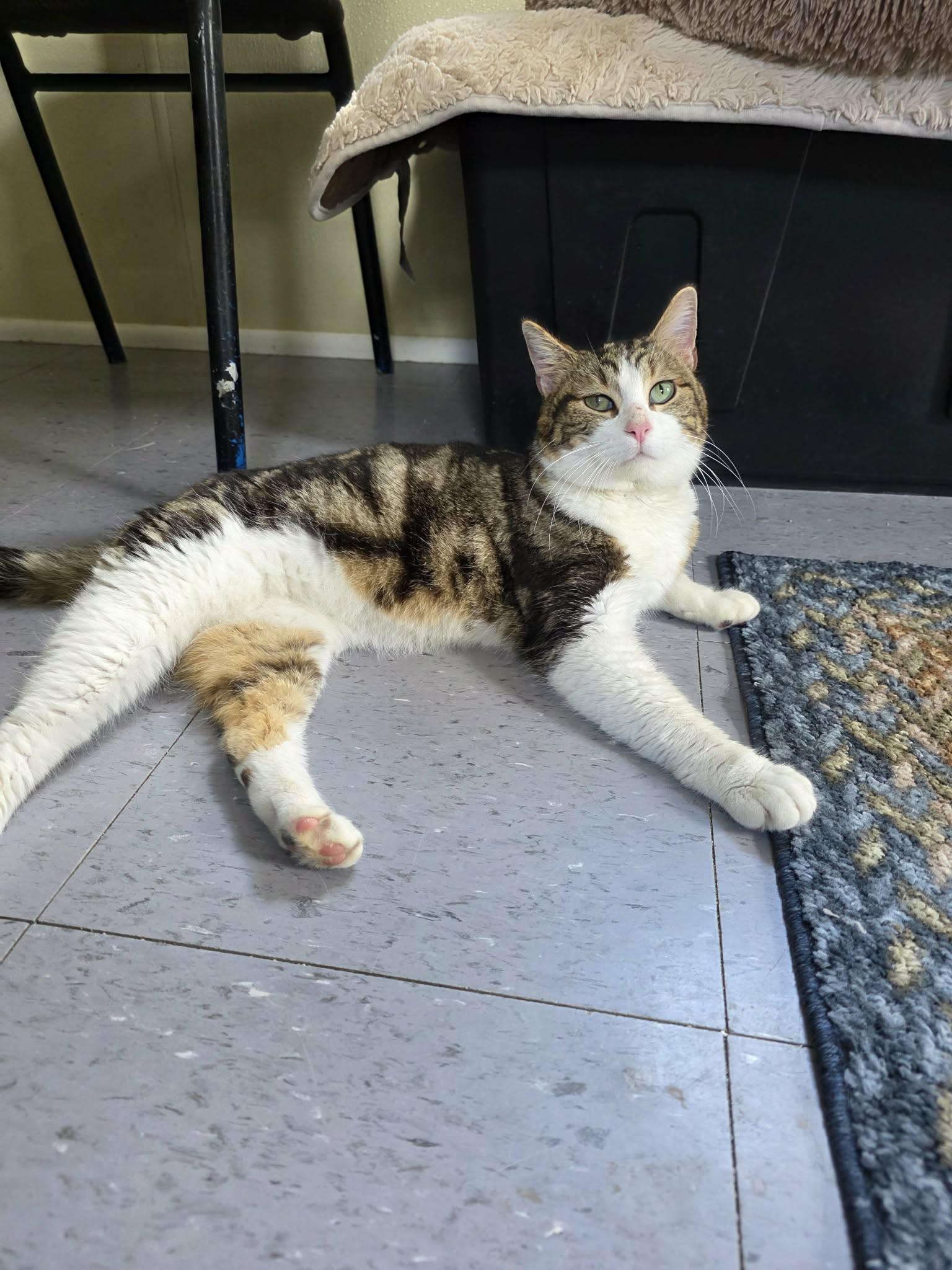 Enlarge Moose, an adopted Domestic Short Hair in Umatilla, FL image 2/2