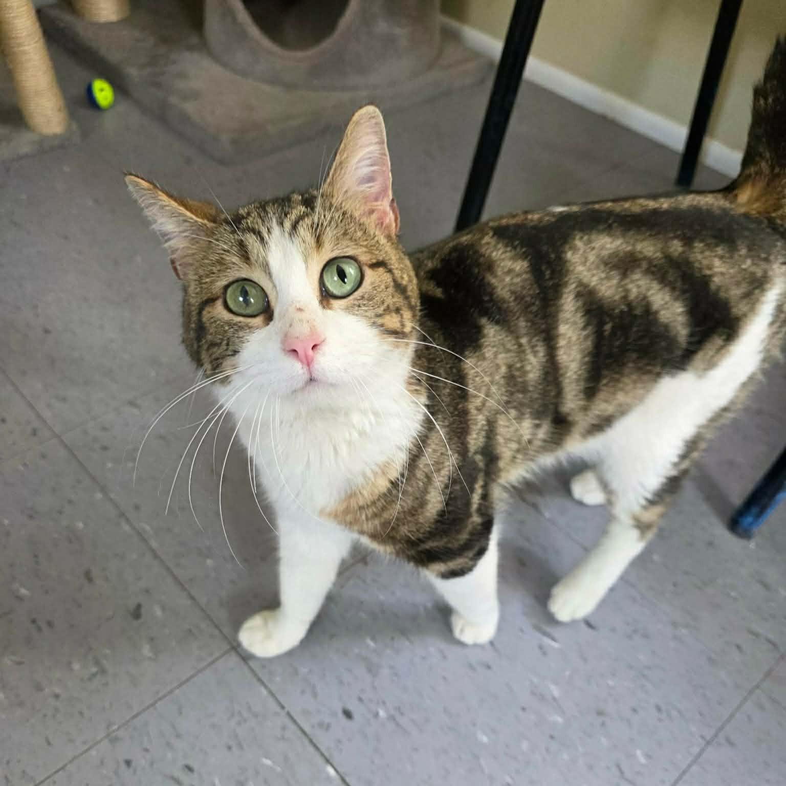 Enlarge Moose, an adopted Domestic Short Hair in Umatilla, FL image 1/2