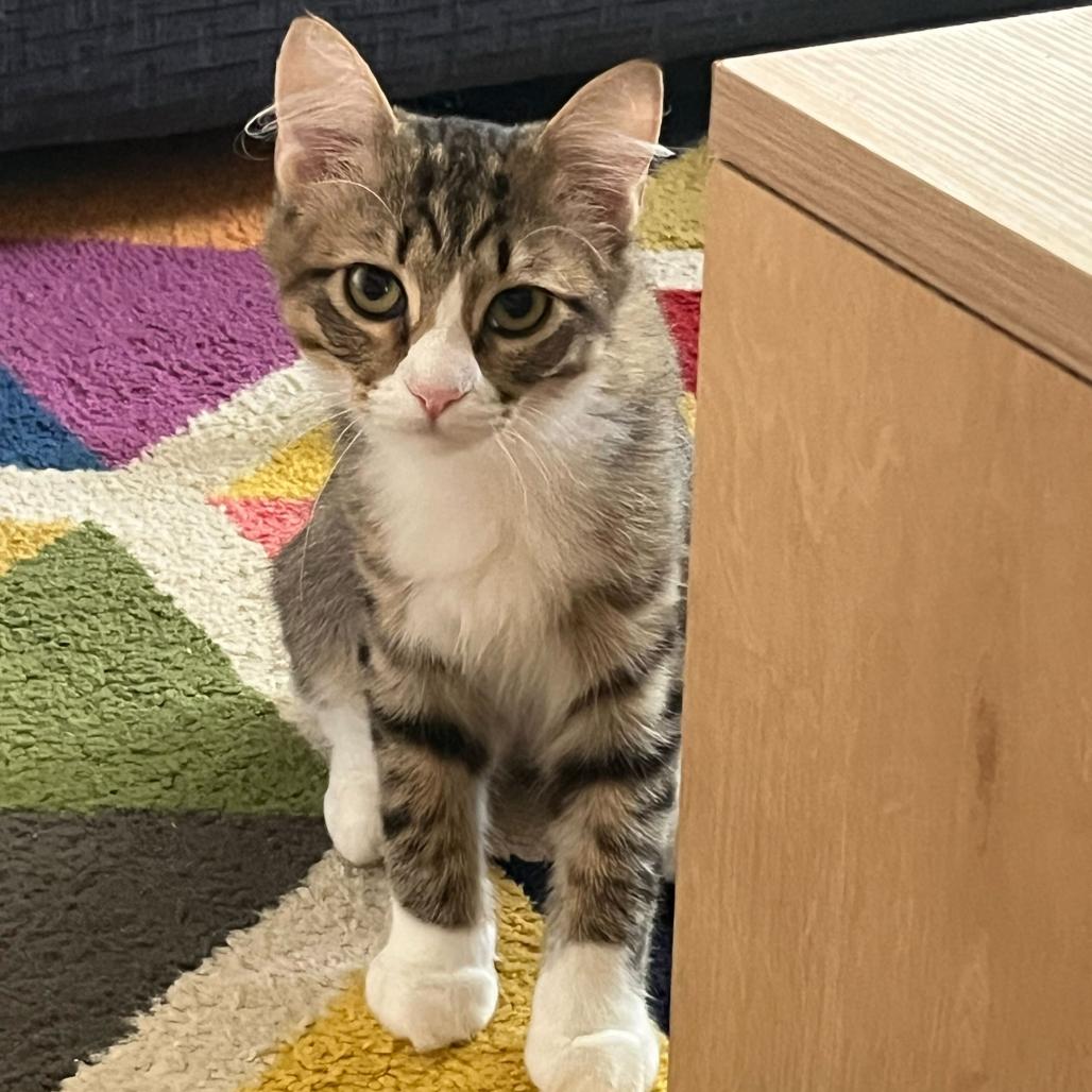 Enlarge Beep, a Adoptable Domestic Long Hair in Pahoa, HI image 5/6