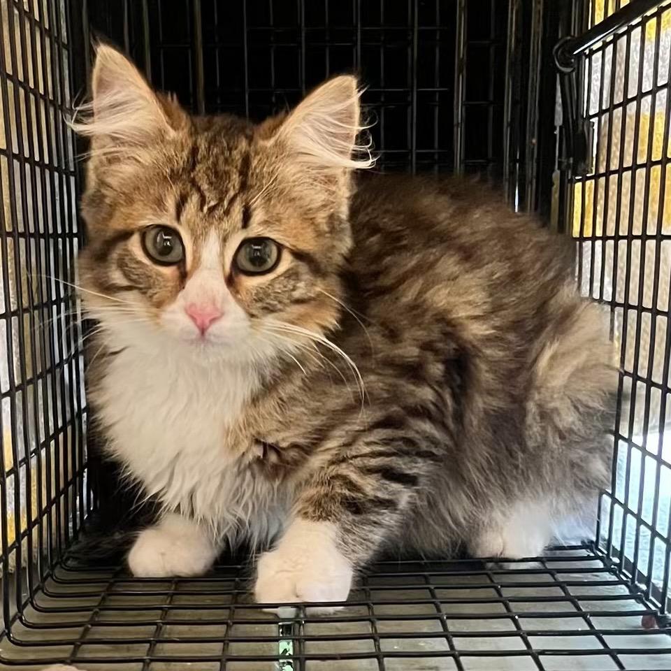 Enlarge Beep, a Adoptable Domestic Long Hair in Pahoa, HI image 1/1