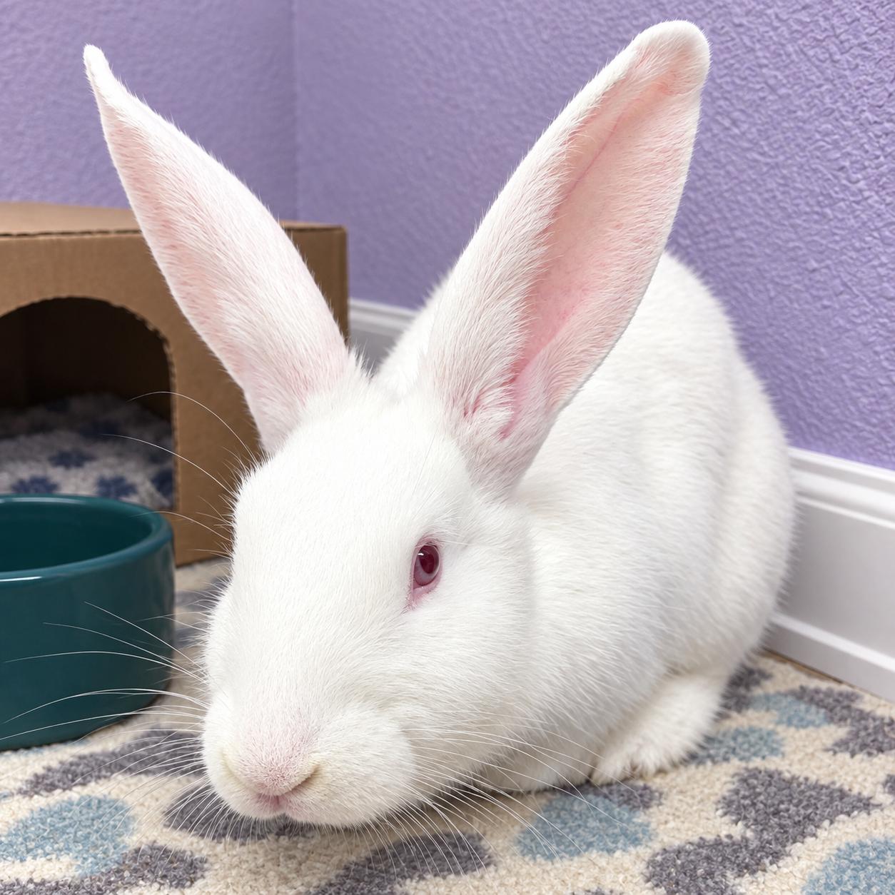Enlarge Harriet, a Adoptable New Zealand in Oshkosh, WI image 2/3