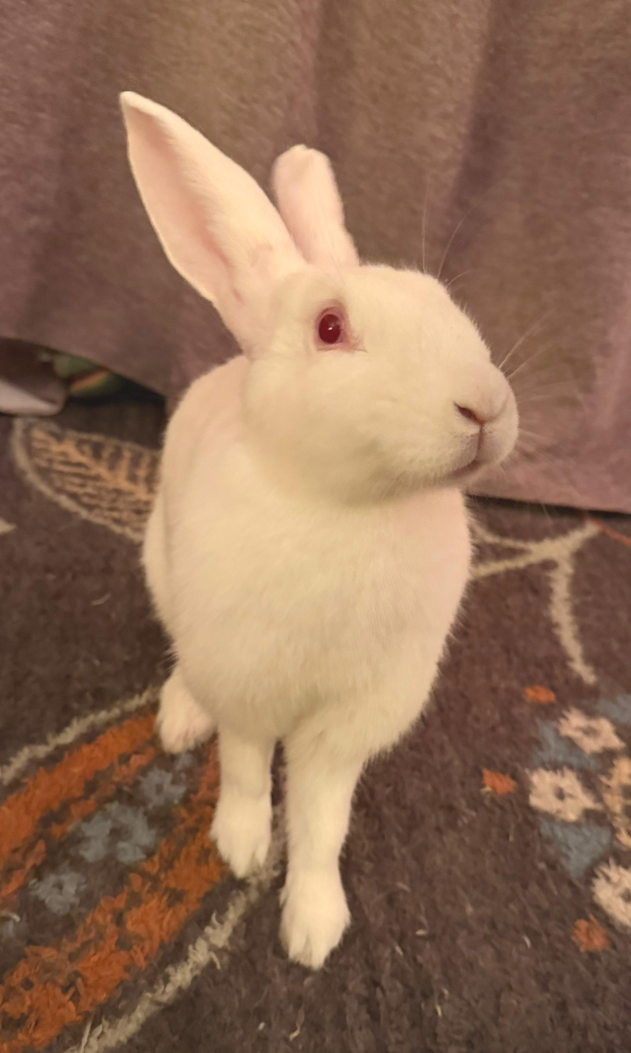 Enlarge Harriet, a Adoptable New Zealand in Oshkosh, WI image 3/6