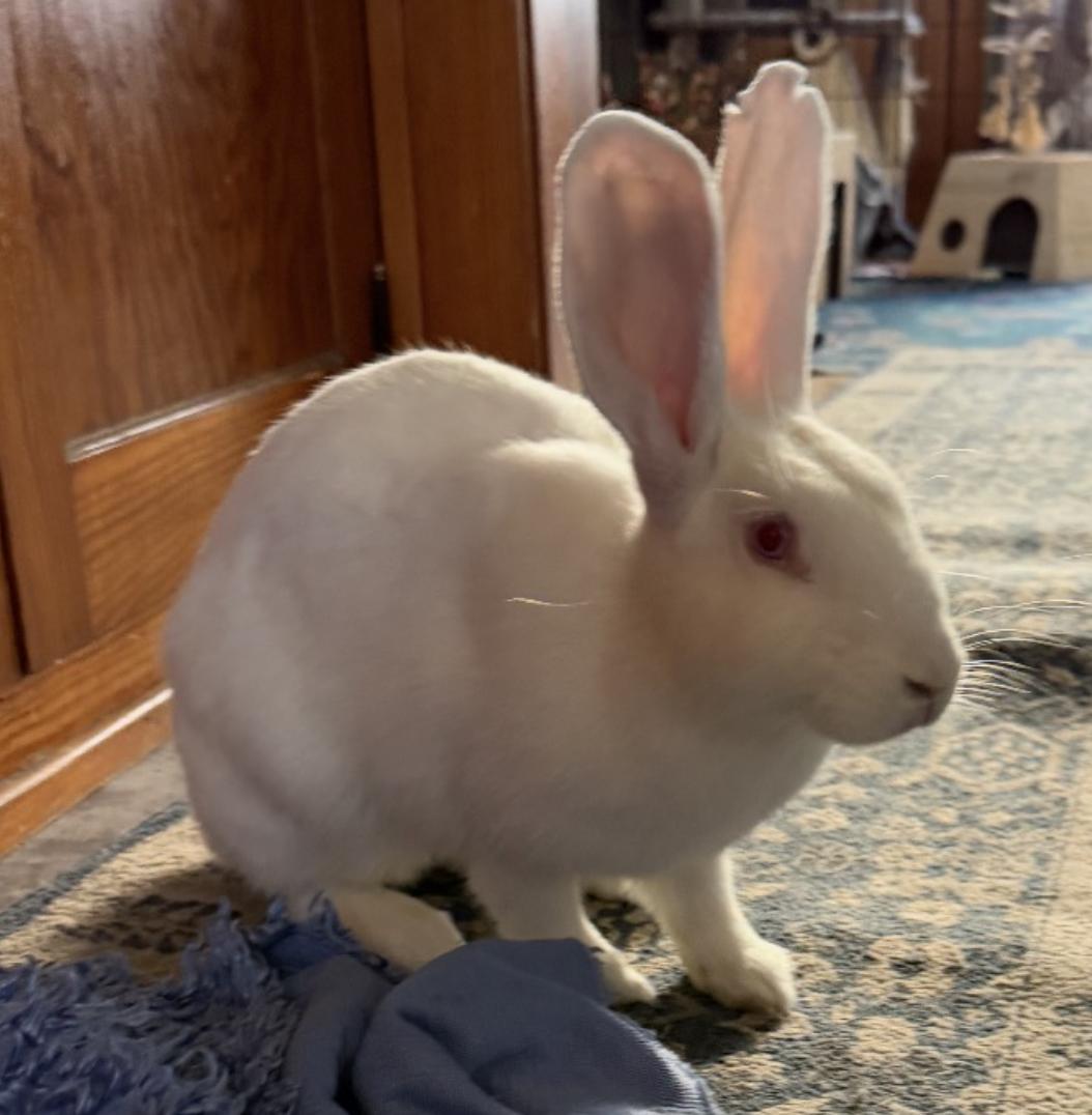 Enlarge Harriet, a Adoptable New Zealand in Oshkosh, WI image 1/6