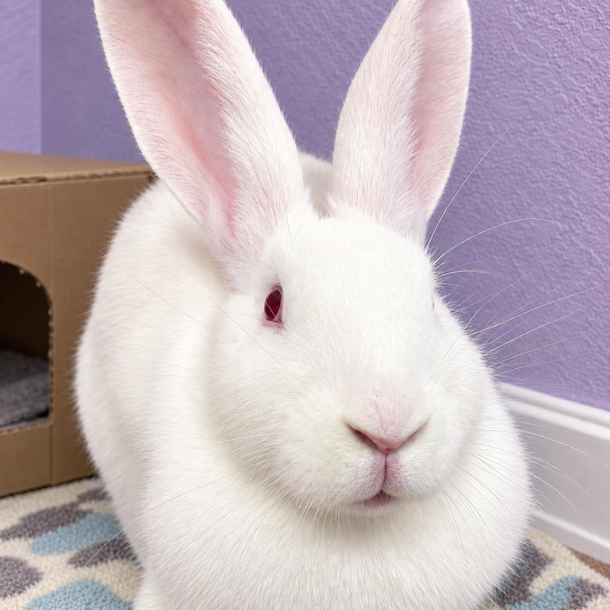 Enlarge Harriet, a Adoptable New Zealand in Oshkosh, WI image 3/3