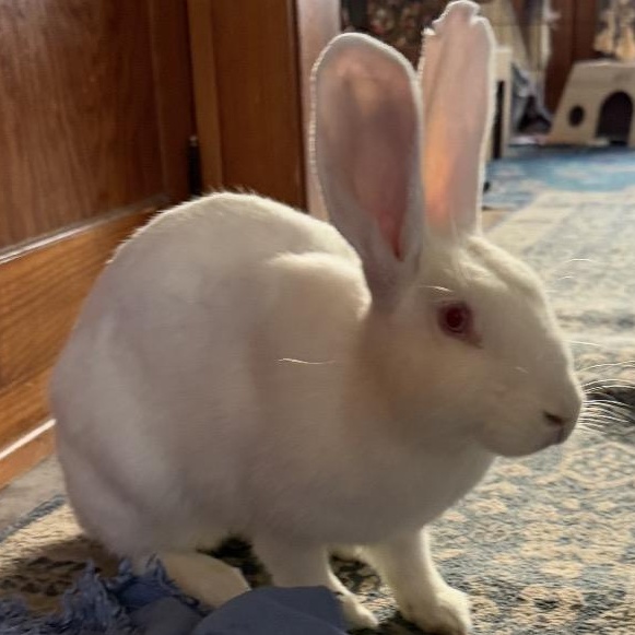 Enlarge Harriet, a Adoptable New Zealand in Oshkosh, WI image 2/6