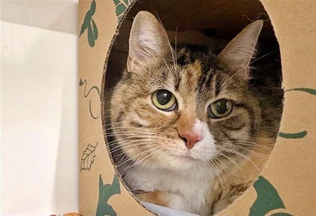 Enlarge LITTLE BIT, a Adoptable Domestic Medium Hair in Saint Louis, MO image 1/1