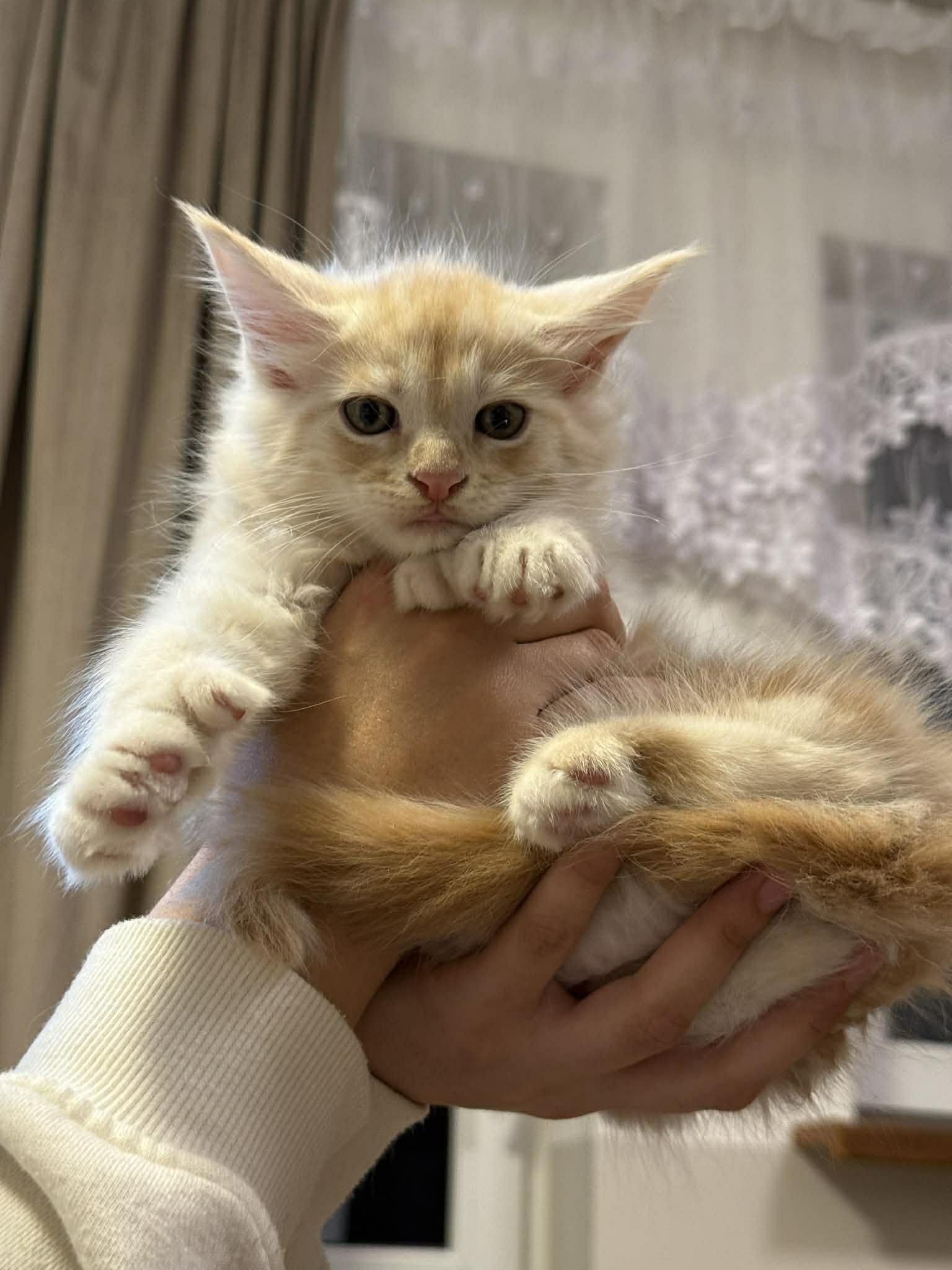 Zohan , adopted, Kitten Male Maine Coon.