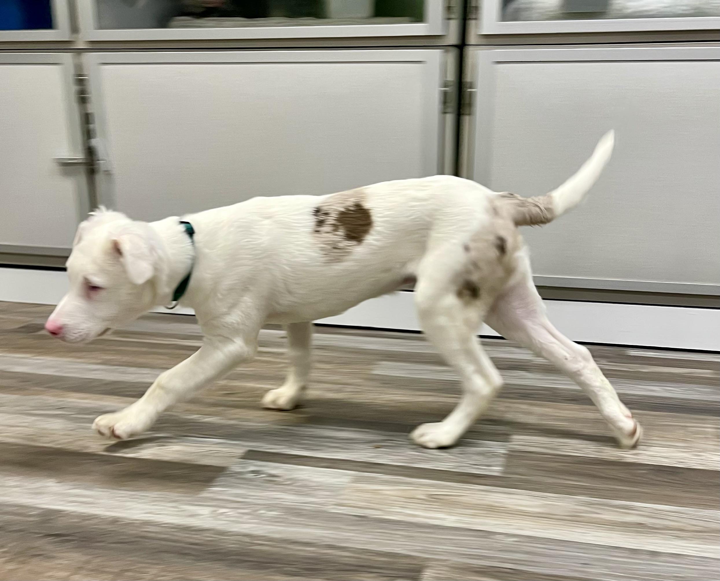 Enlarge Jacques, a ADOPTABLE mixed breed in St. Ignace, MI image 5/6