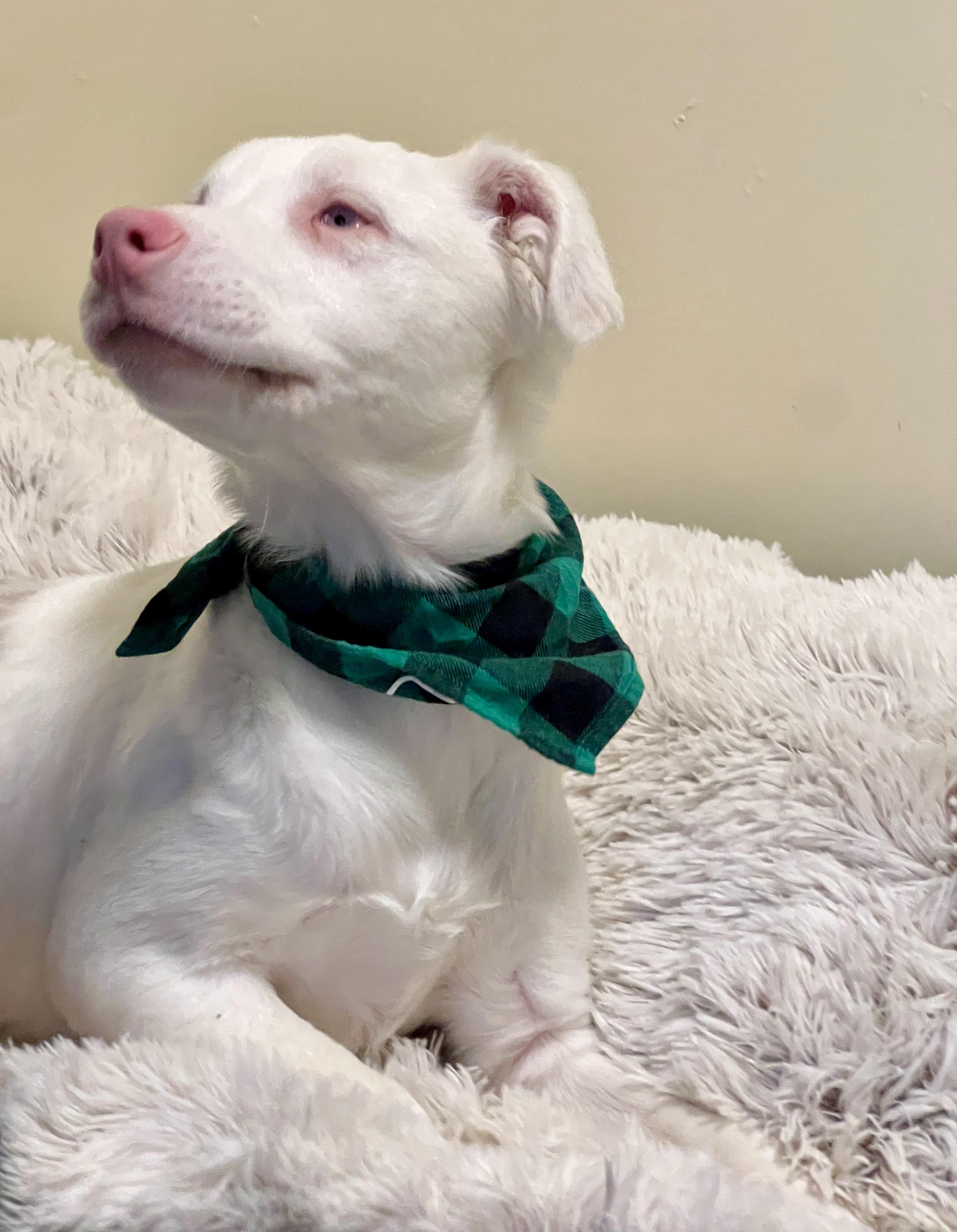 Enlarge Jacques, a ADOPTABLE mixed breed in St. Ignace, MI image 3/6