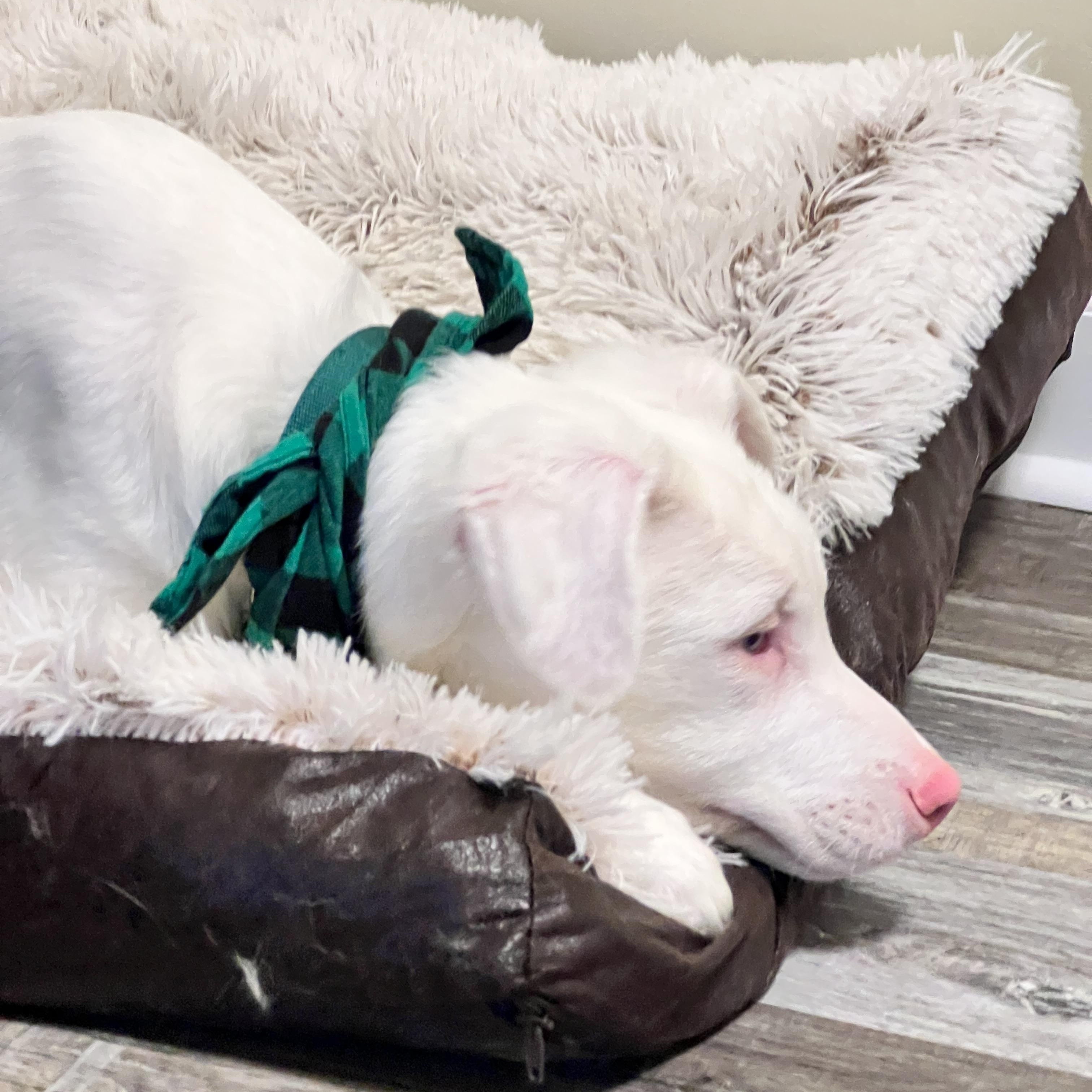 Enlarge Jacques, a ADOPTABLE mixed breed in St. Ignace, MI image 2/6