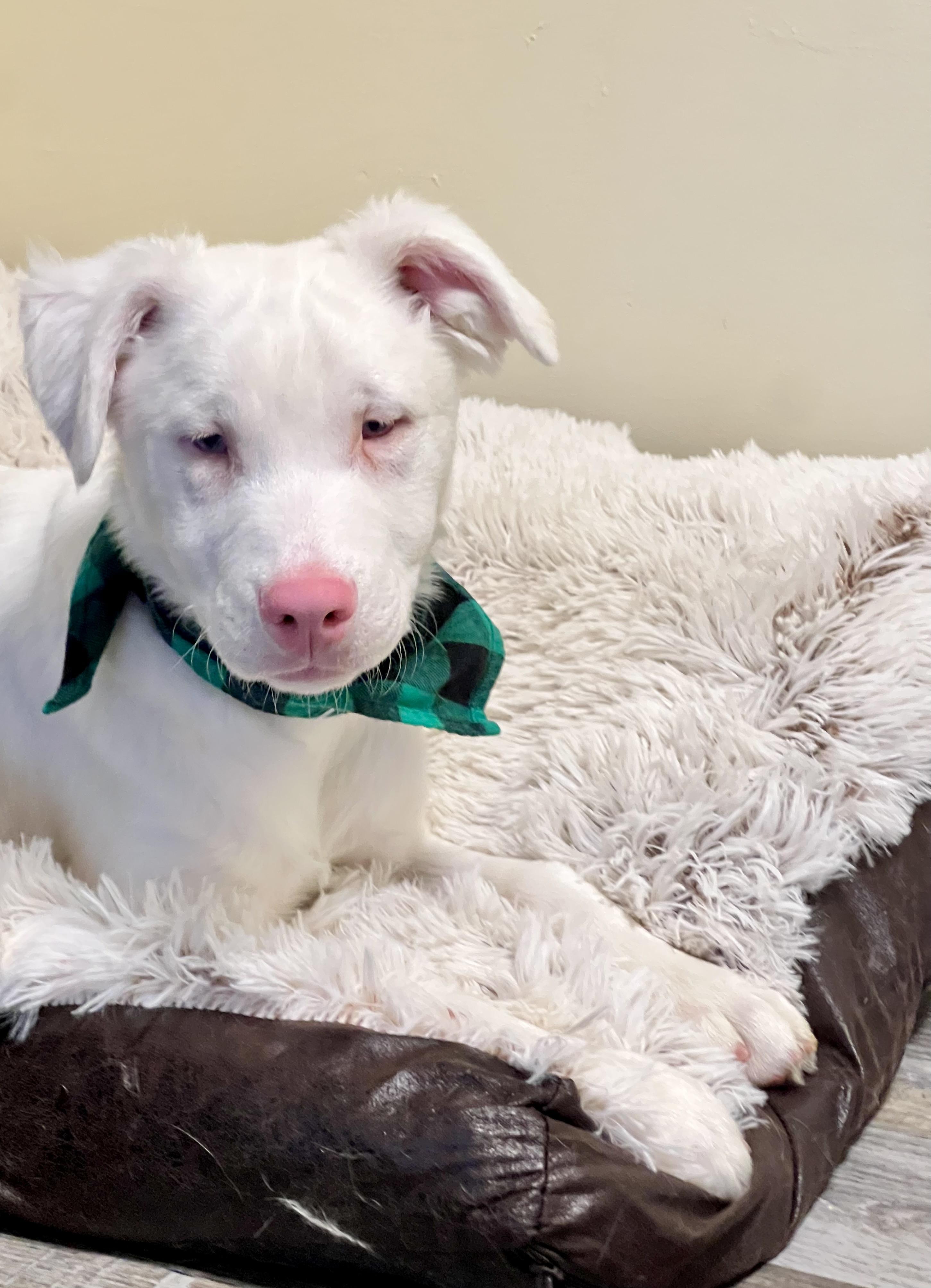 Jacques, ADOPTABLE, Puppy Male Australian Shepherd & Pit Bull Terrier.