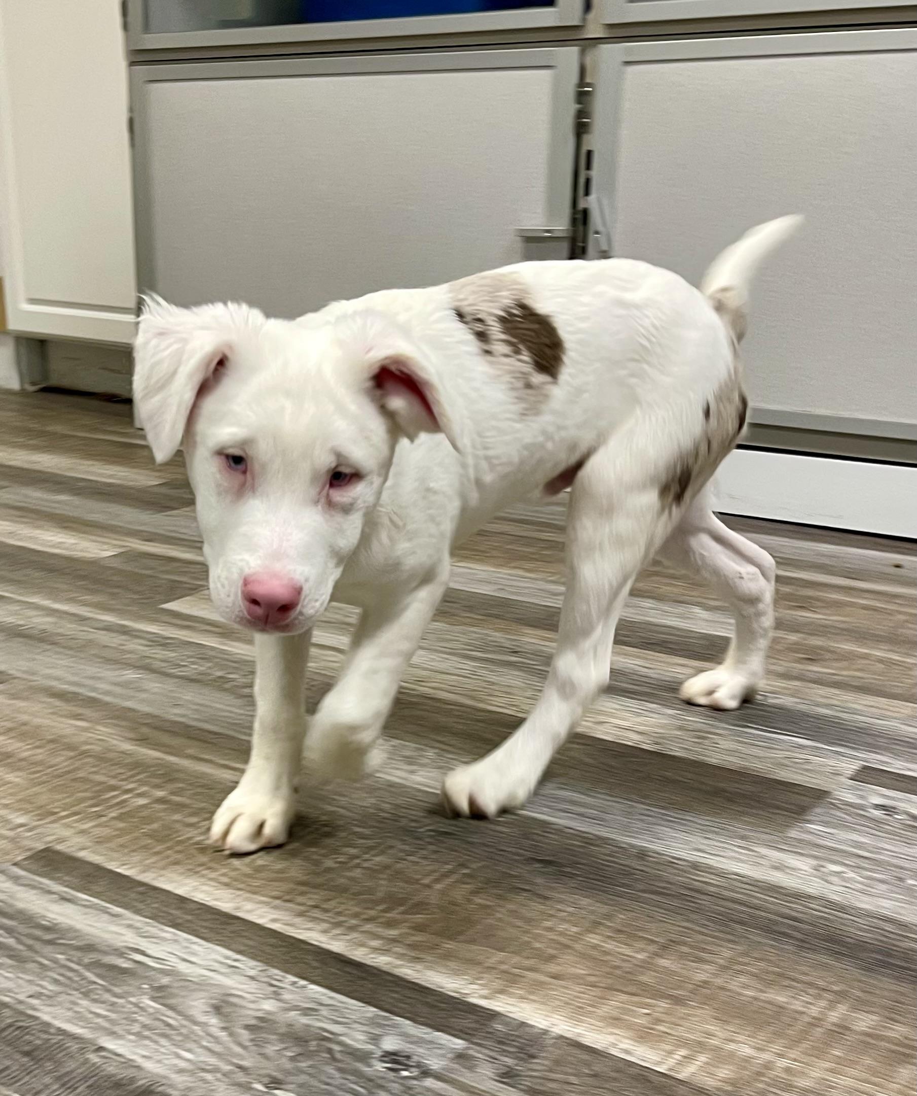 Enlarge Jacques, a ADOPTABLE mixed breed in St. Ignace, MI image 4/6