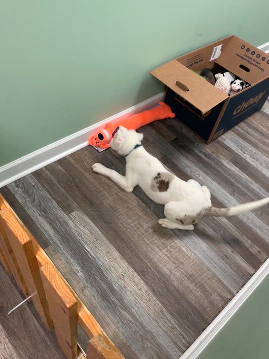 Enlarge Jacques, a ADOPTABLE mixed breed in St. Ignace, MI video 6/6