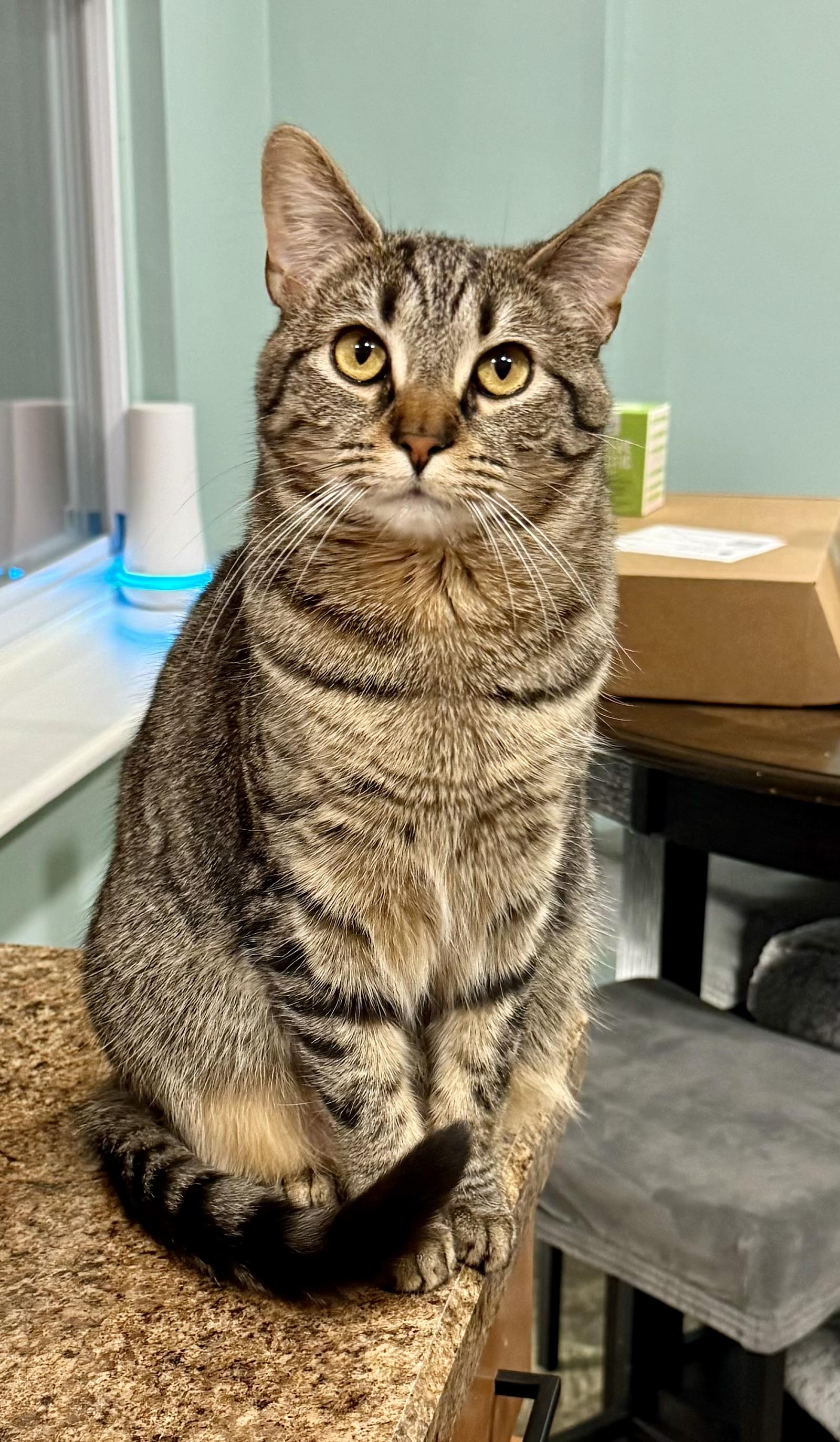 Cecelia AKA Cece, an adoptable Tabby in Turnersville, NJ image 4/4