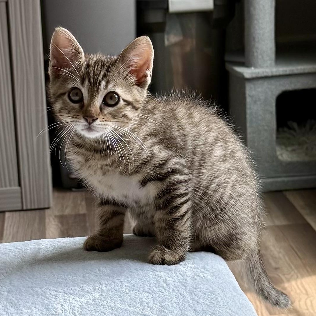 Cecelia AKA Cece, an adoptable Tabby in Turnersville, NJ image 3/4
