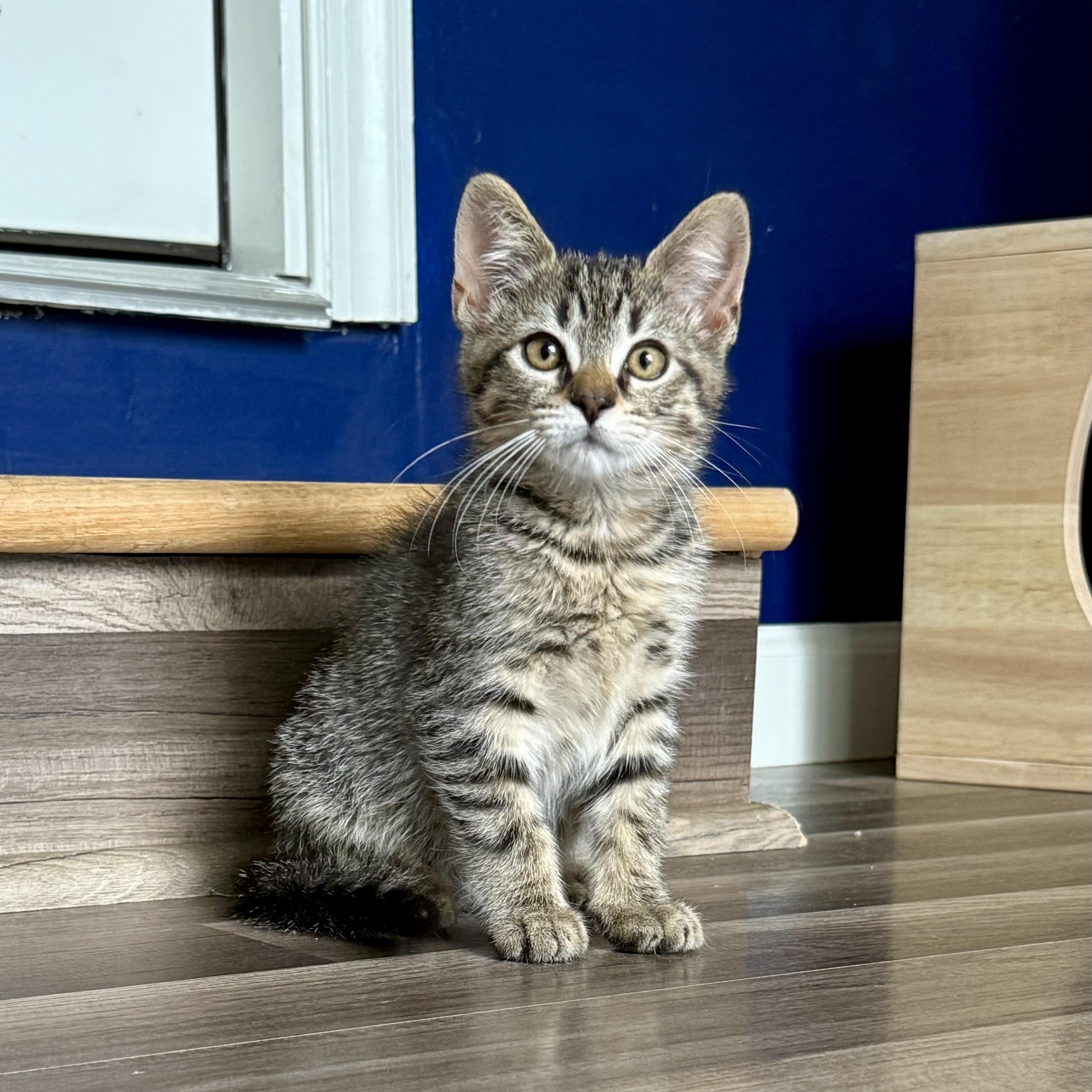 Cecelia AKA Cece, an adoptable Tabby in Turnersville, NJ image 2/4