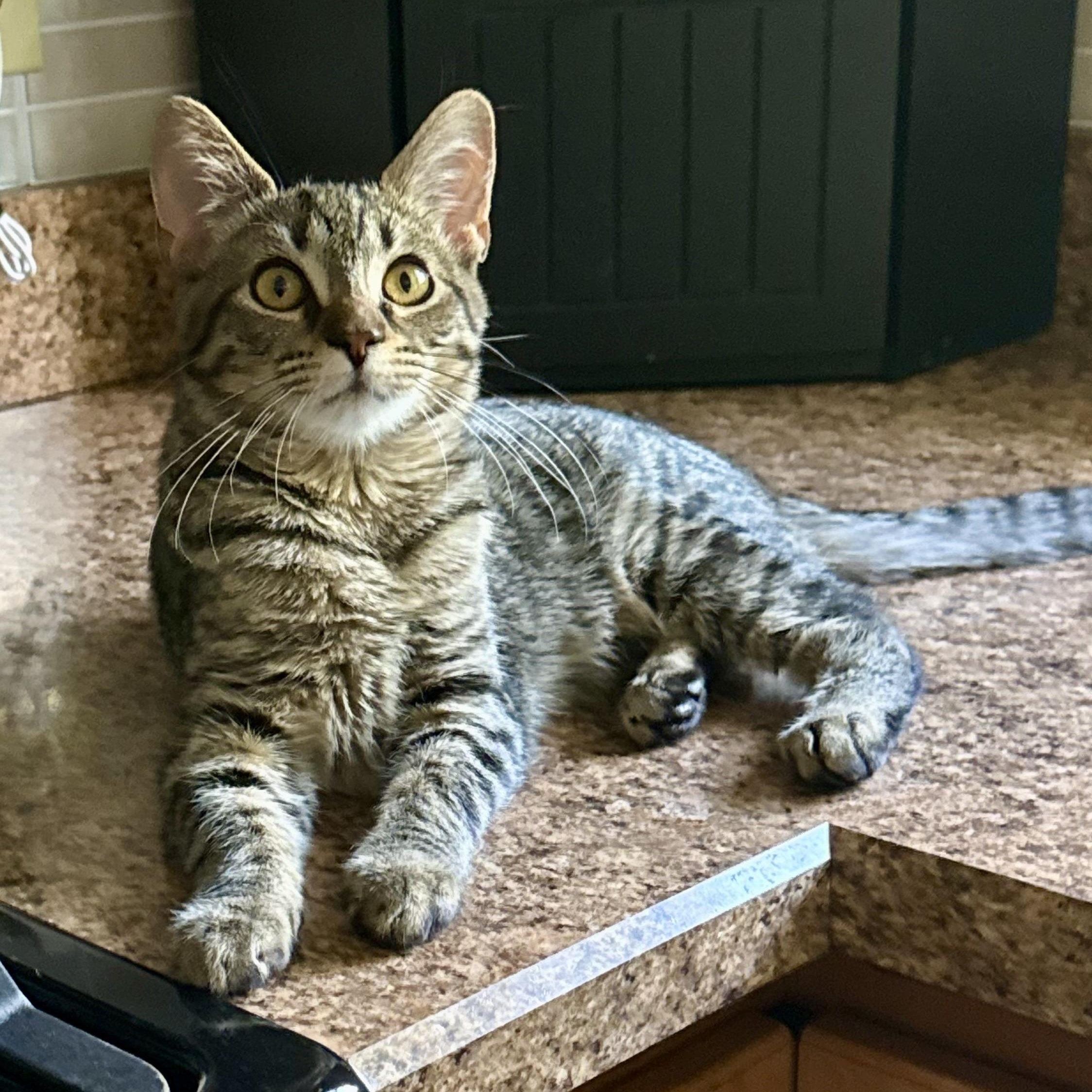 Cecelia AKA Cece, an adoptable Tabby in Turnersville, NJ image 1/4