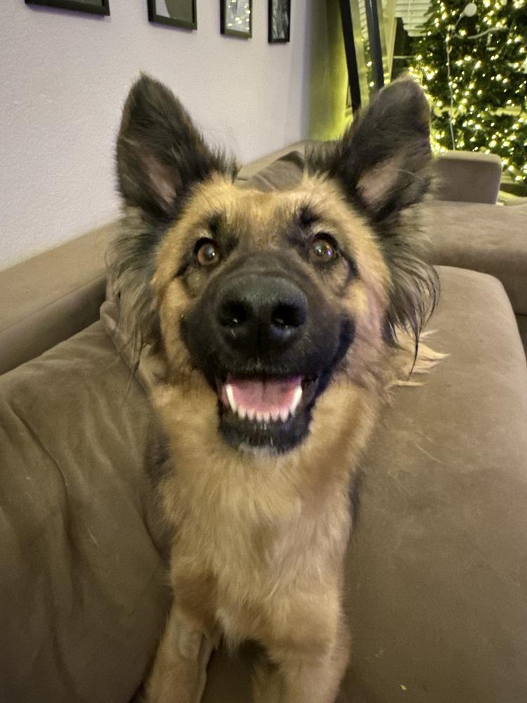 Zoe, Adoptable, Adult Female Shepherd.