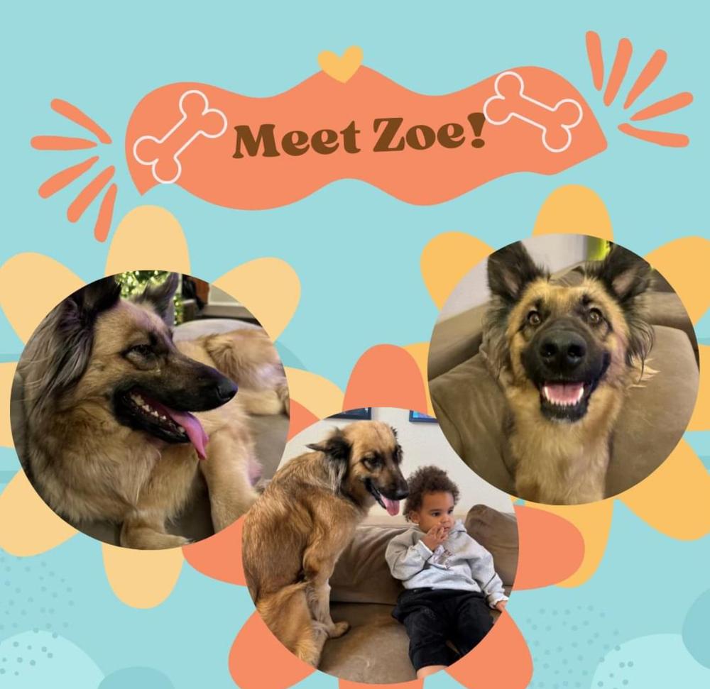 Enlarge Zoe, a Adoptable mixed breed in Wildomar, CA image 2/2