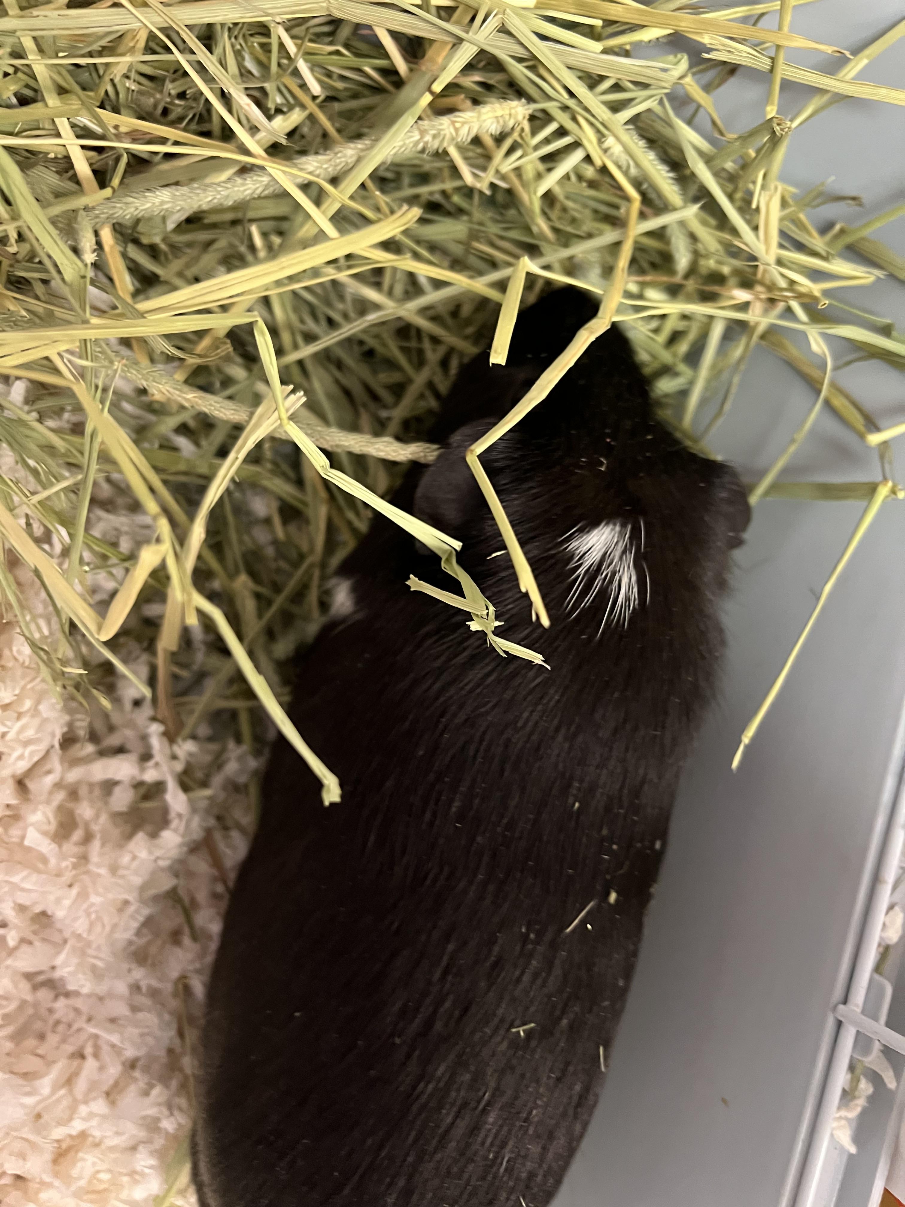 Lucky, a Adoptable Guinea Pig in Hillsborough, NJ image 2/4