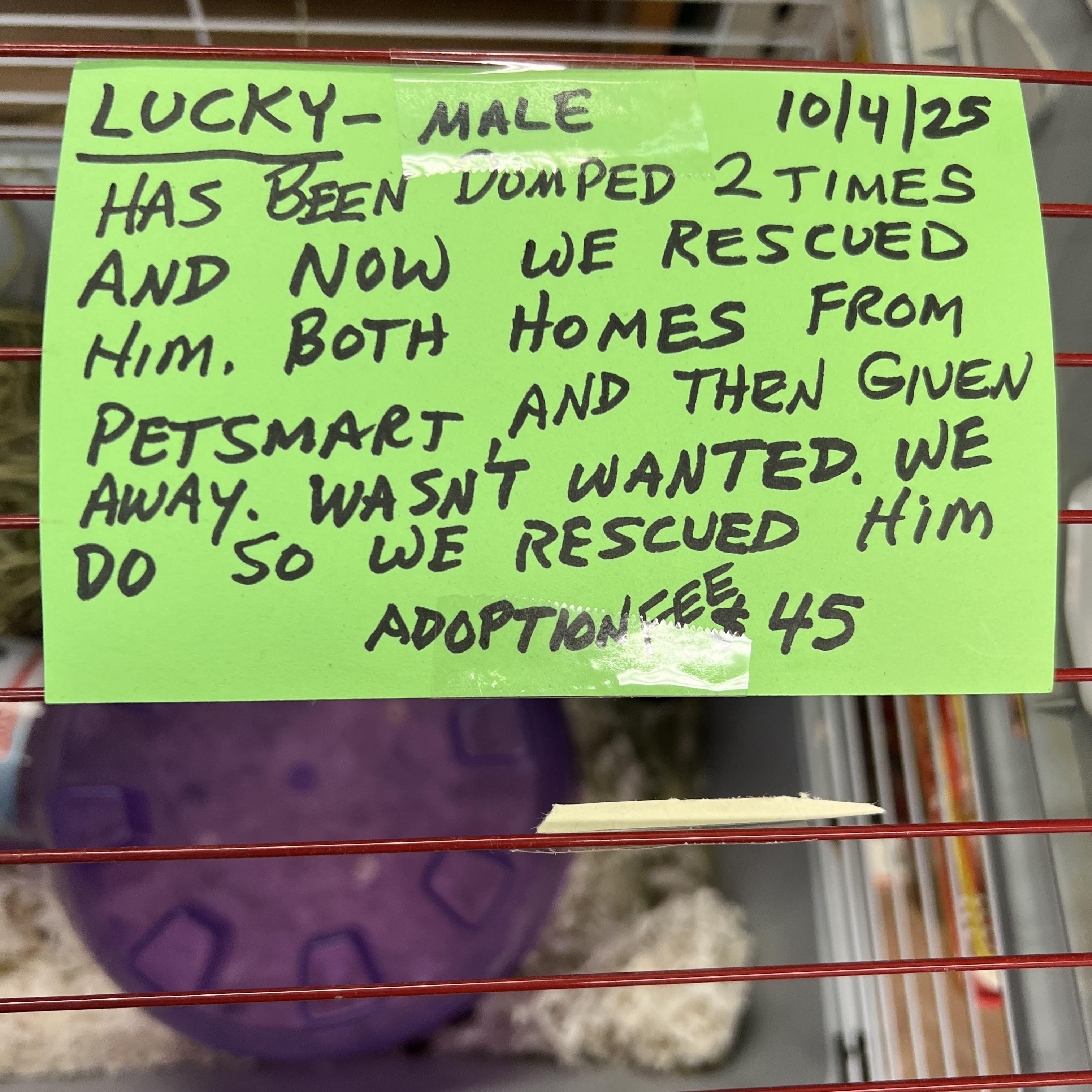 Lucky, a Adoptable Guinea Pig in Hillsborough, NJ image 3/4