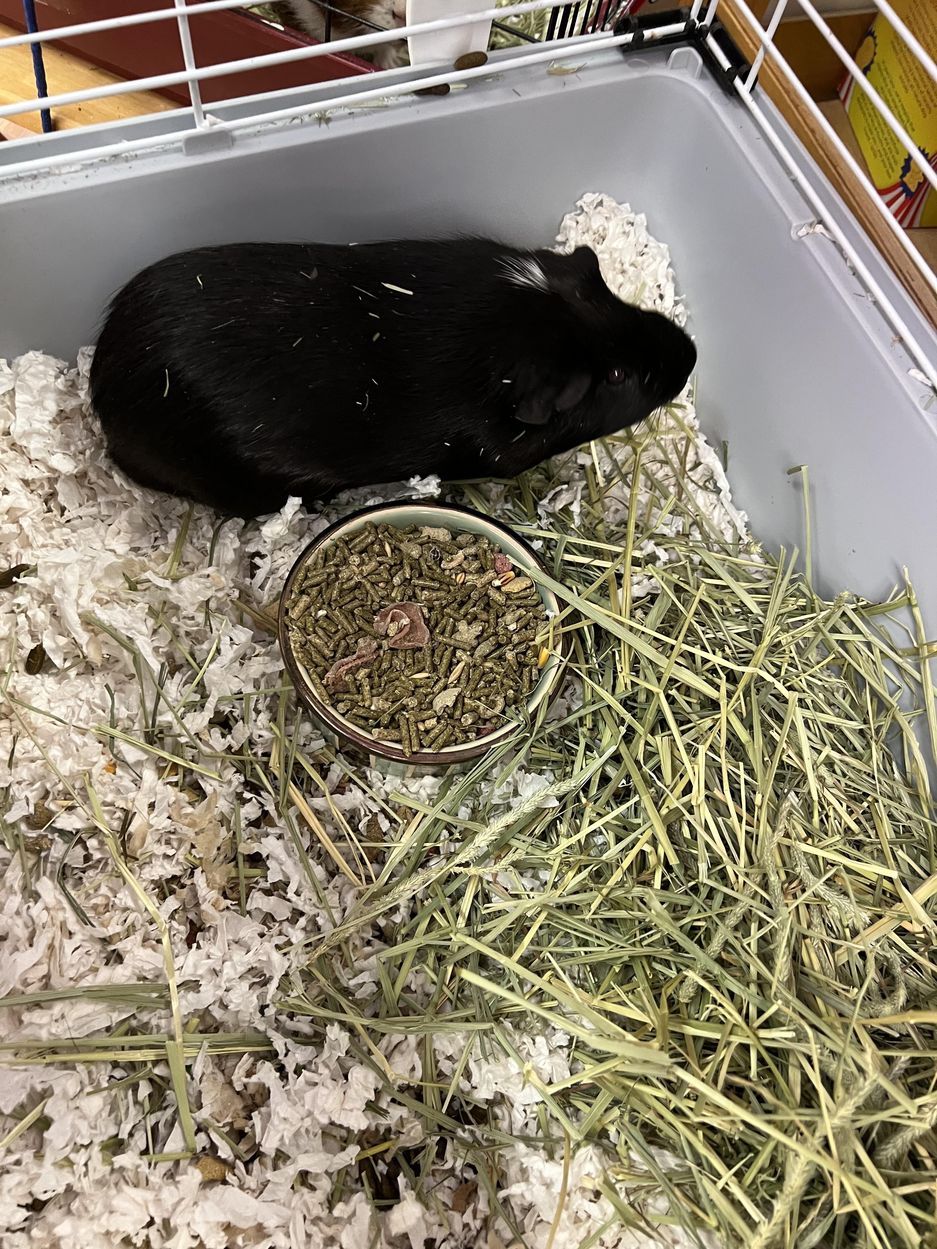Lucky, a Adoptable Guinea Pig in Hillsborough, NJ image 1/4