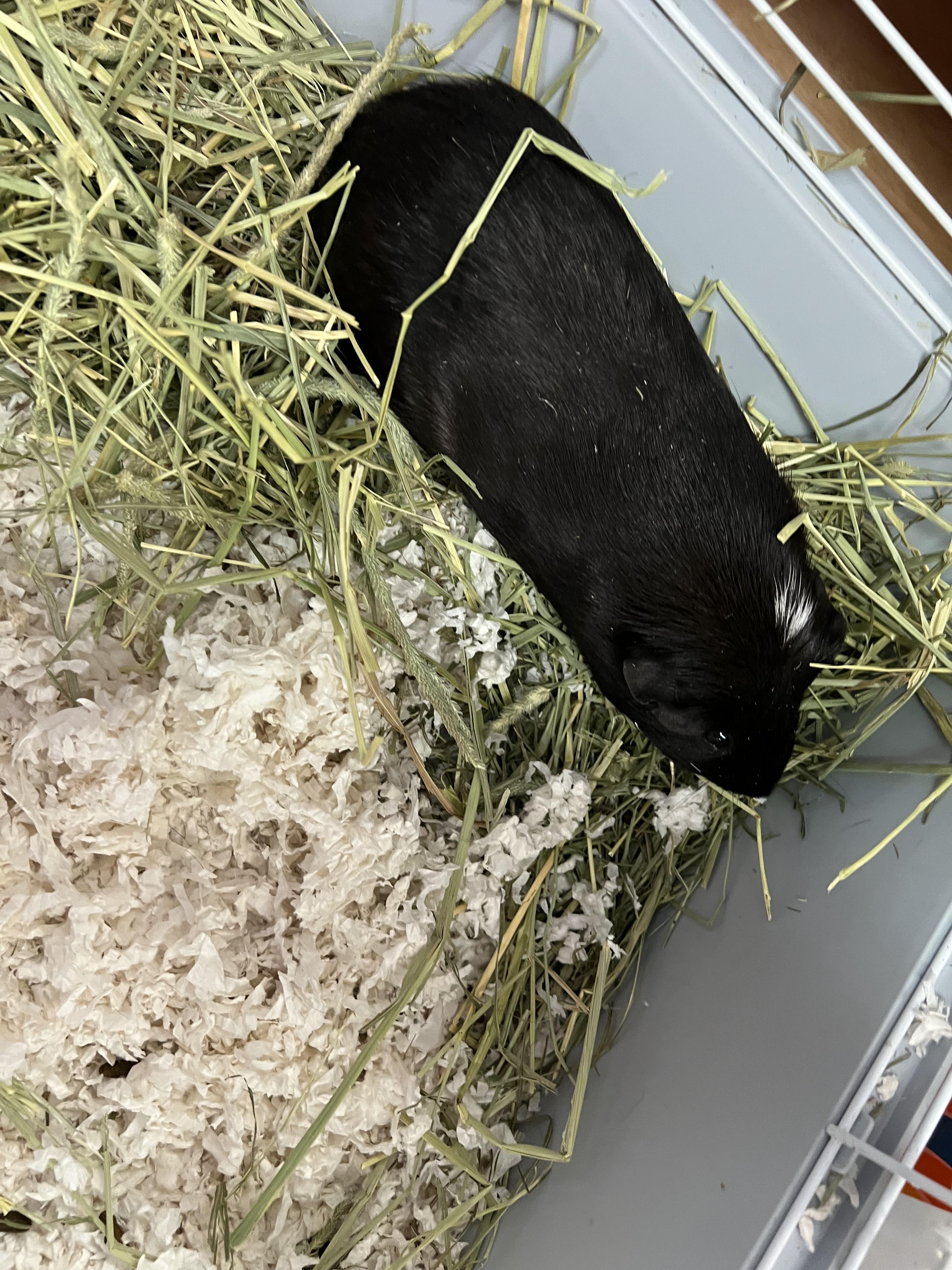 Lucky, a Adoptable Guinea Pig in Hillsborough, NJ image 4/4