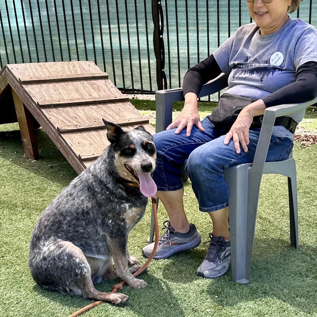 Pickles, an adopted Australian Cattle Dog / Blue Heeler in Dublin, CA image 4/6