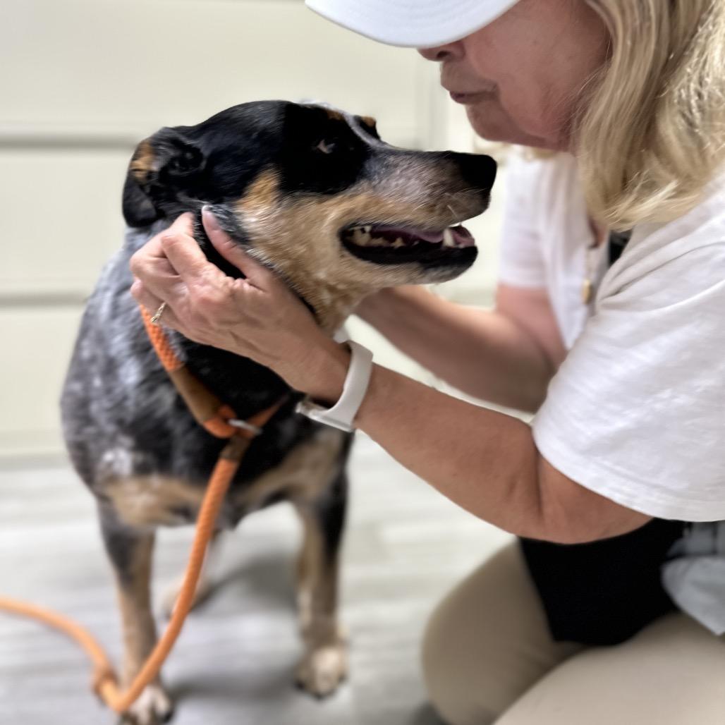 Pickles, an adopted Australian Cattle Dog / Blue Heeler in Dublin, CA image 6/6