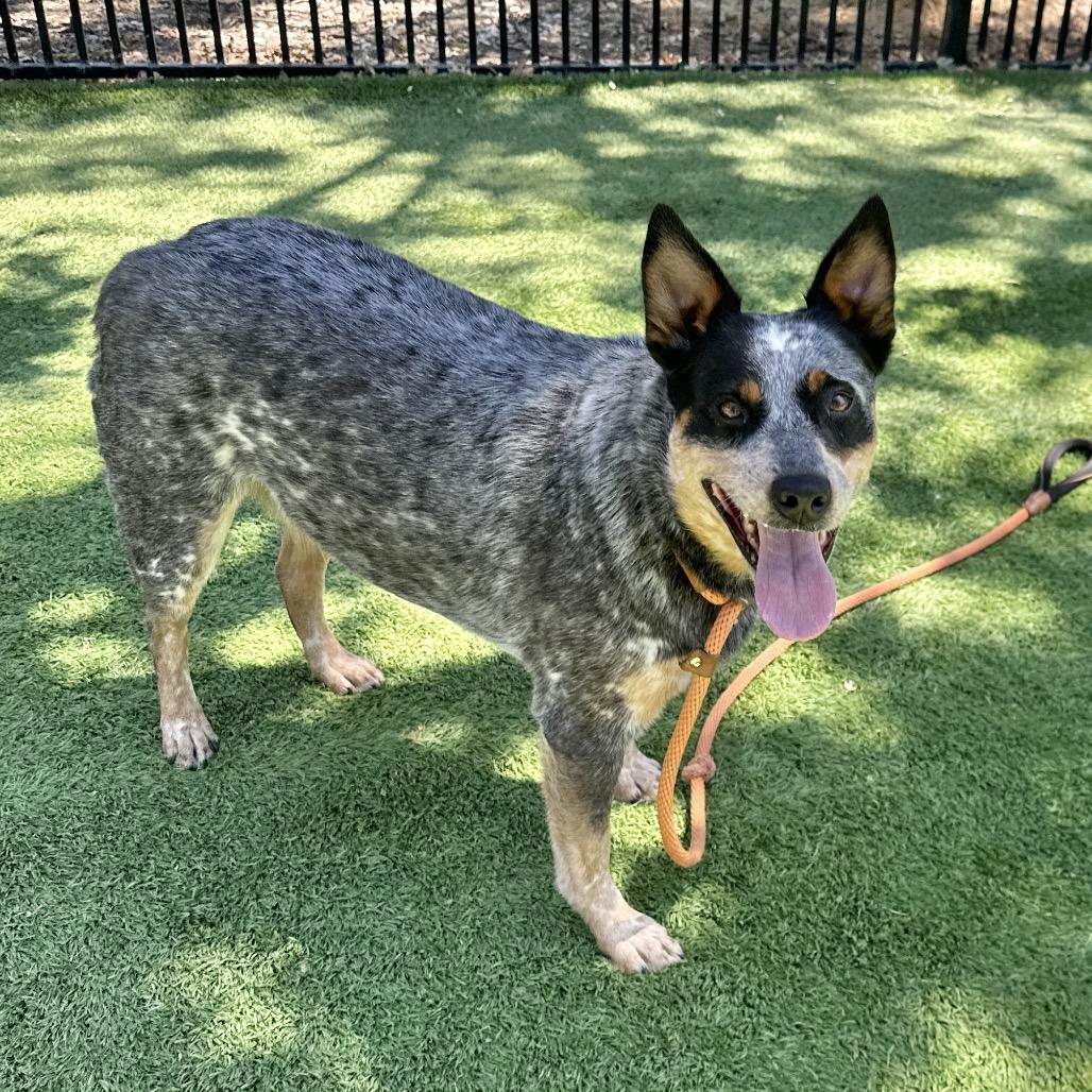 Pickles, an adopted Australian Cattle Dog / Blue Heeler in Dublin, CA image 3/6
