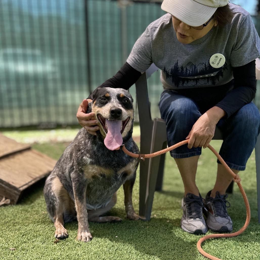 Pickles, an adopted Australian Cattle Dog / Blue Heeler in Dublin, CA image 5/6