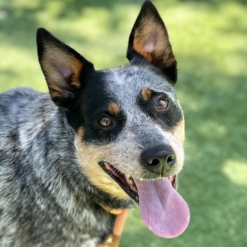 Pickles, an adopted Australian Cattle Dog / Blue Heeler in Dublin, CA image 2/6