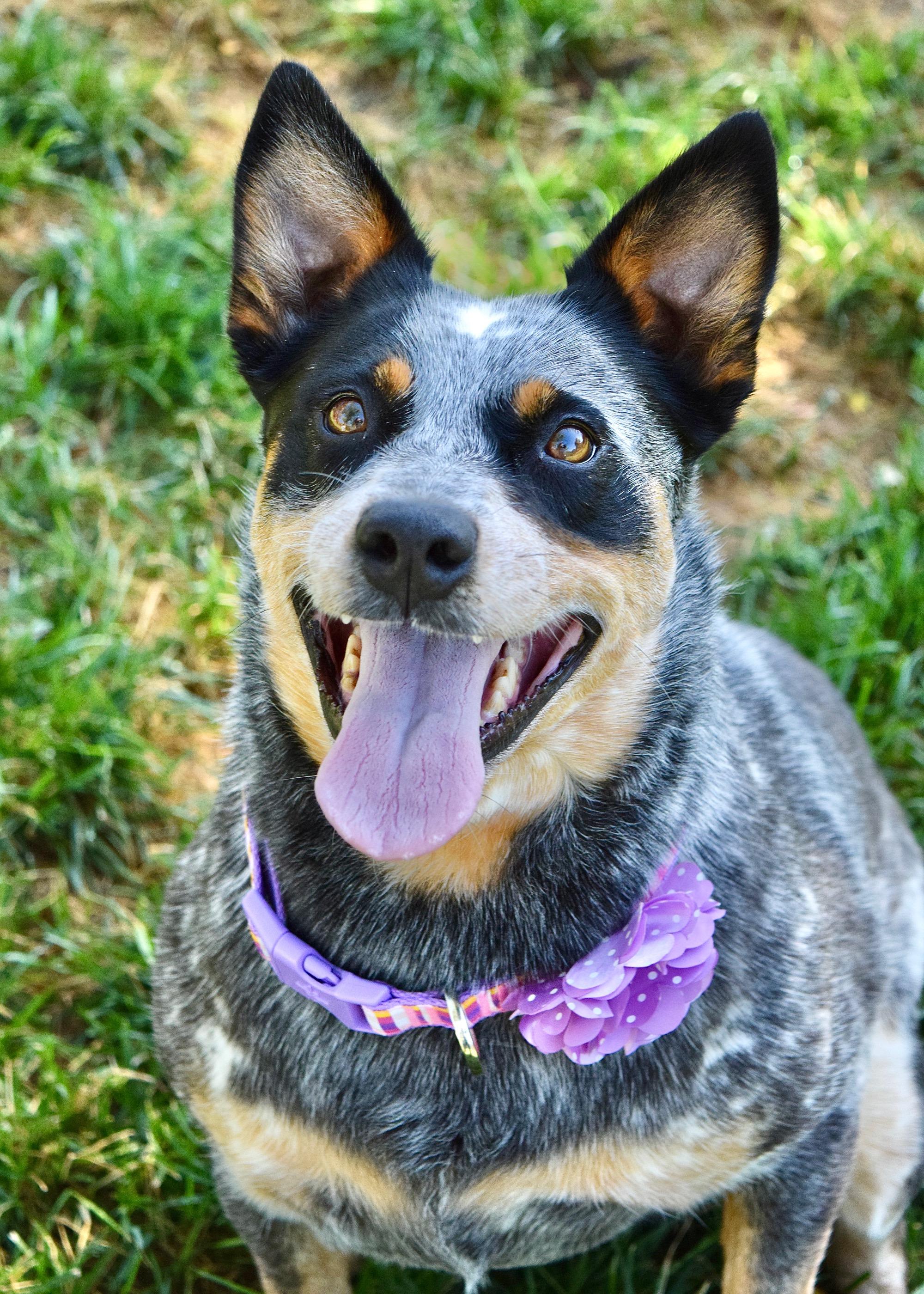 Pickles, adopted, Adult Female Australian Cattle Dog / Blue Heeler.
