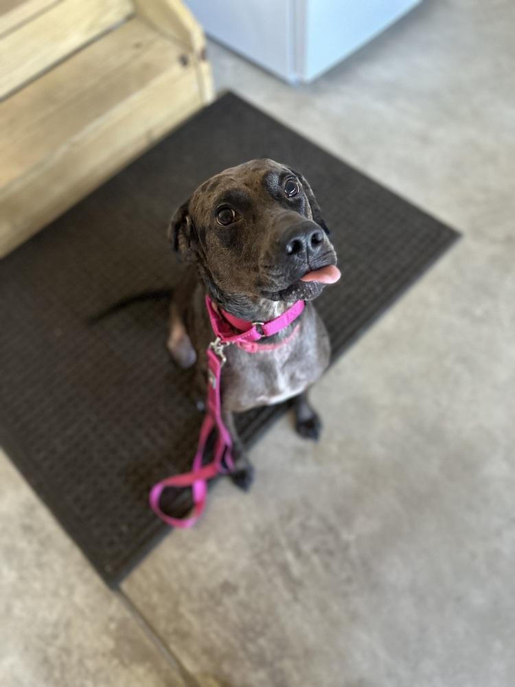 Sheba, a Adoptable mixed breed in Irwin, PA image 1/4