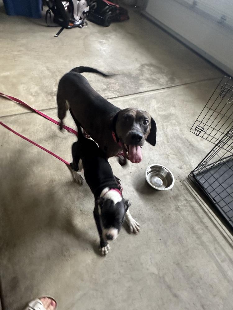 Sheba, a Adoptable mixed breed in Irwin, PA image 2/4