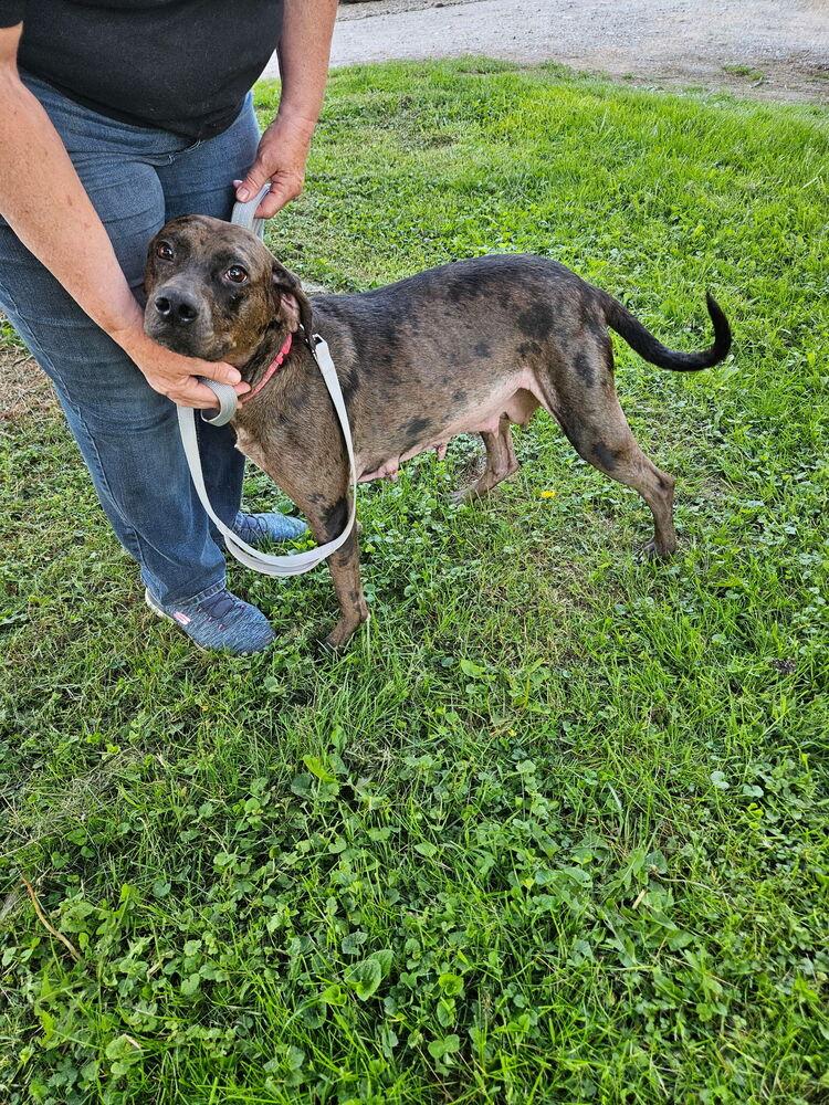 Sheba, a Adoptable mixed breed in Irwin, PA image 3/4