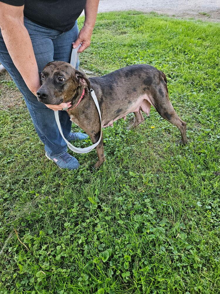 Sheba, a Adoptable mixed breed in Irwin, PA image 4/4