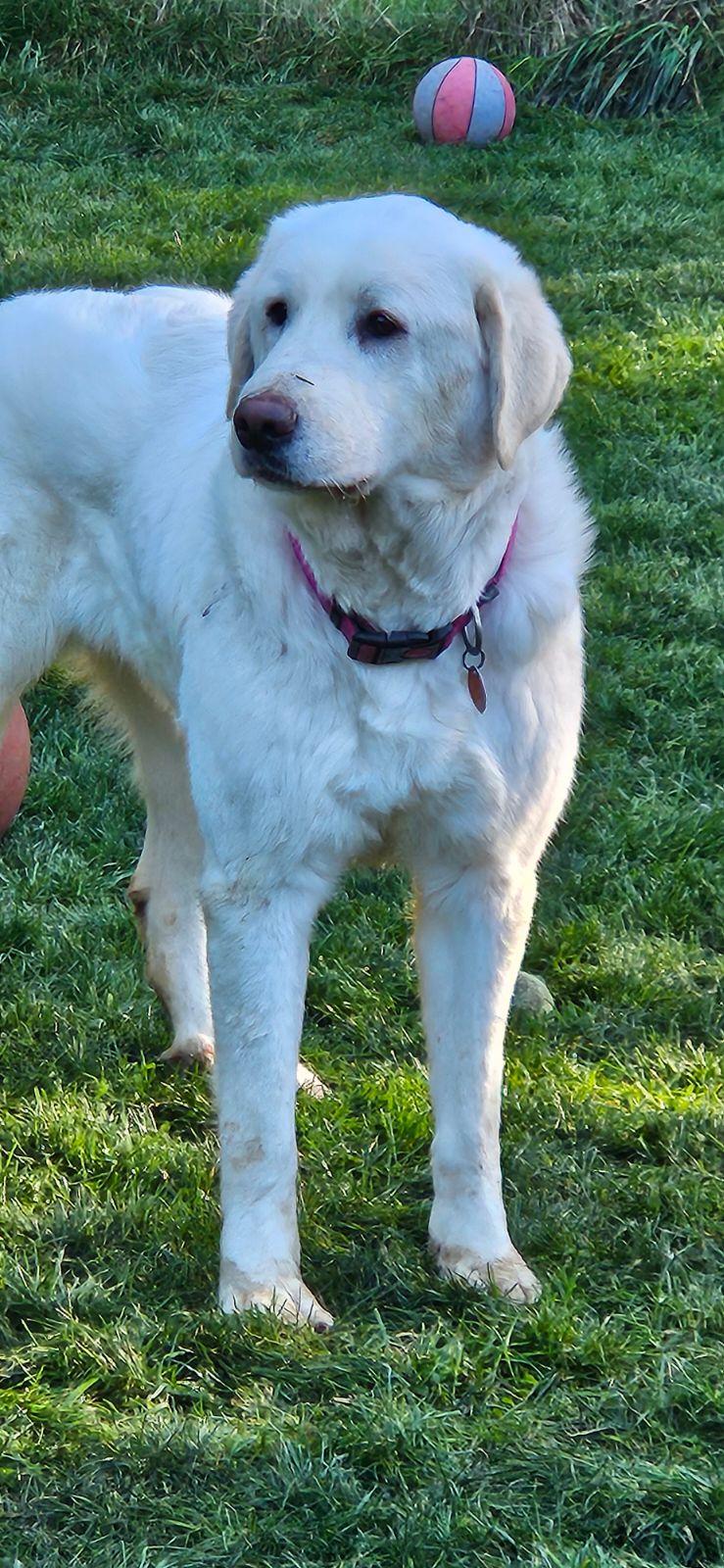 Della, a Adopted Great Pyrenees in Shelton, WA image 2/3