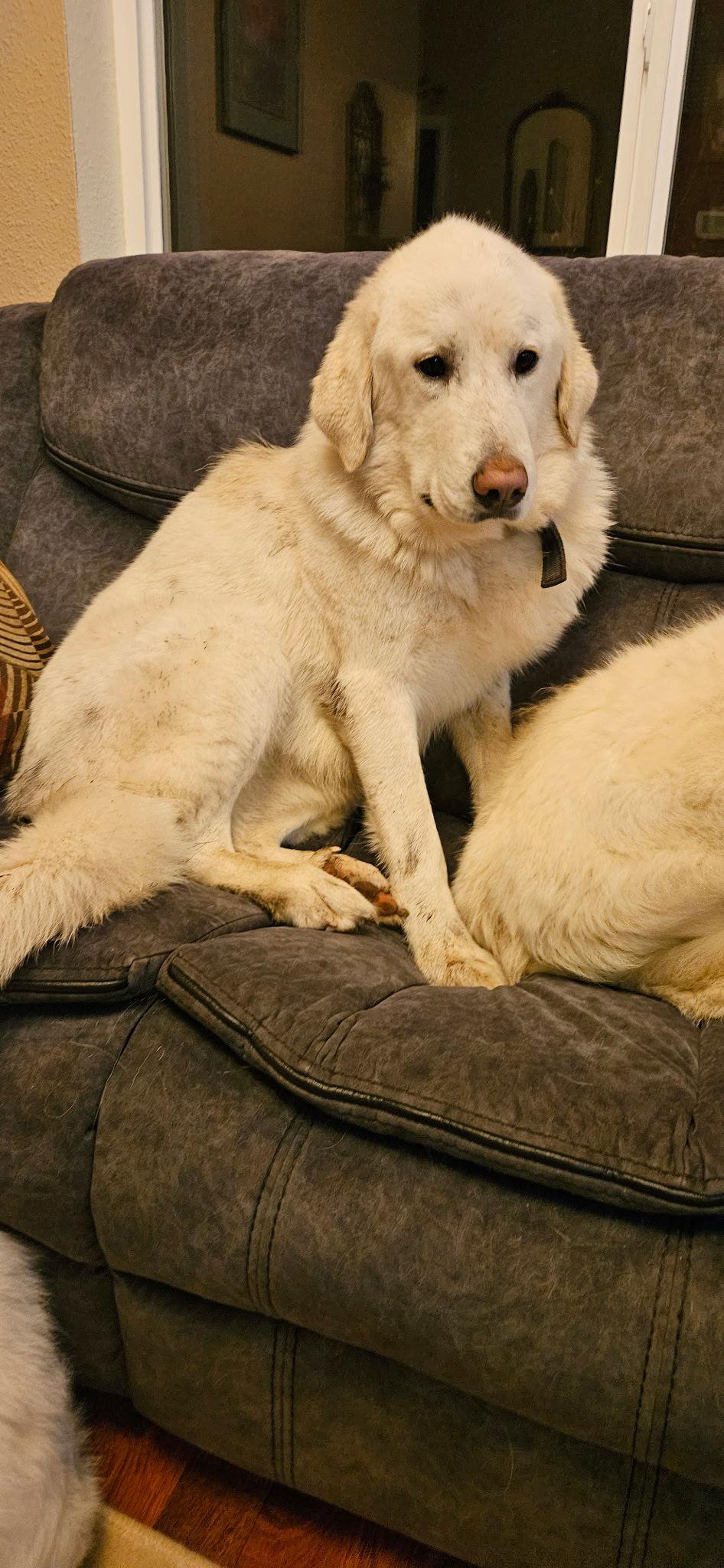 Della, a Adopted Great Pyrenees in Shelton, WA image 3/3