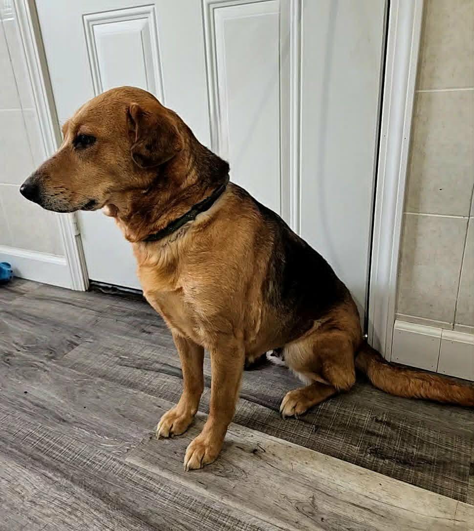 Enlarge Zephy, a Adoptable mixed breed in Hoopeston, IL image 4/5