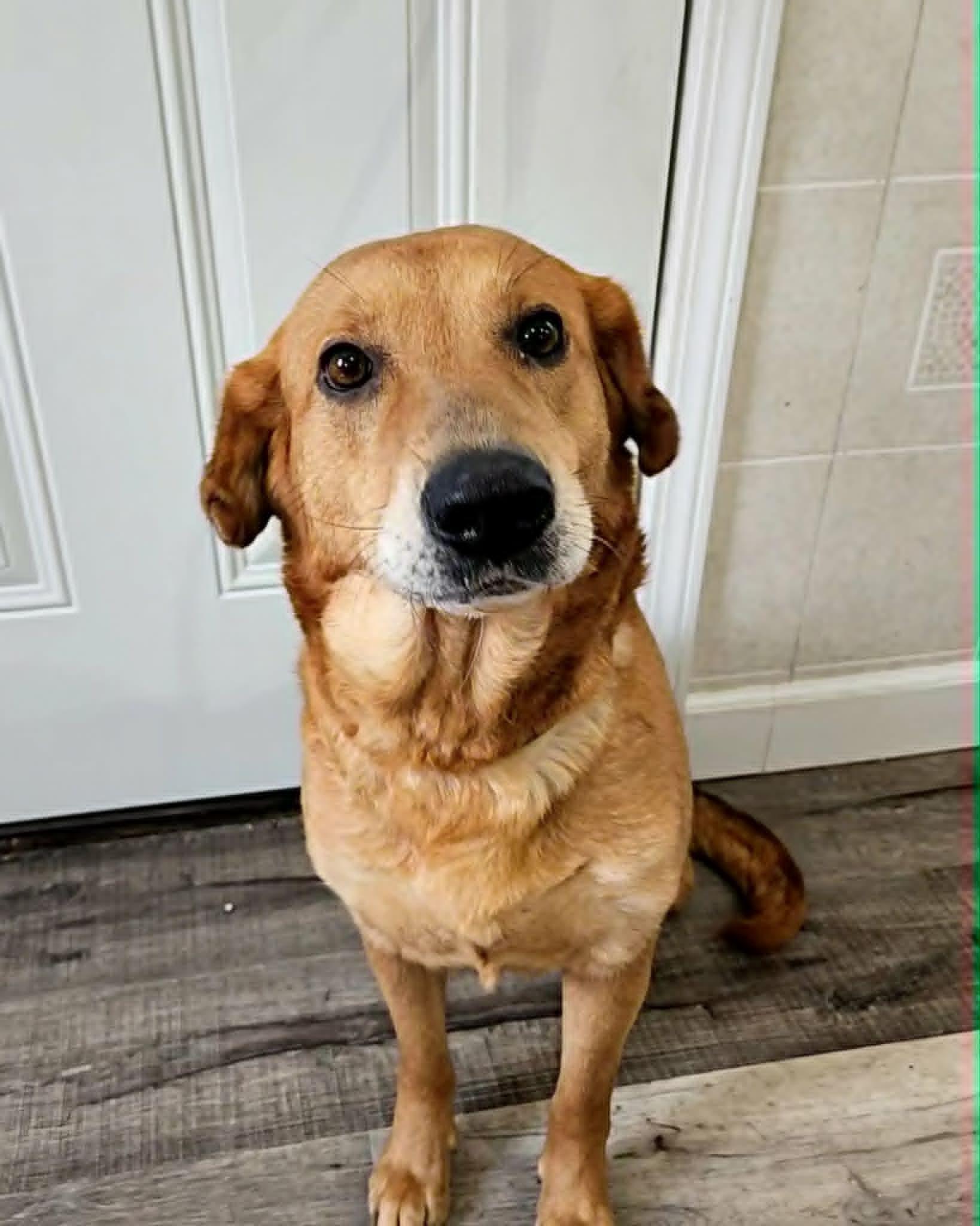 Enlarge Zephy, a Adoptable mixed breed in Hoopeston, IL image 1/5