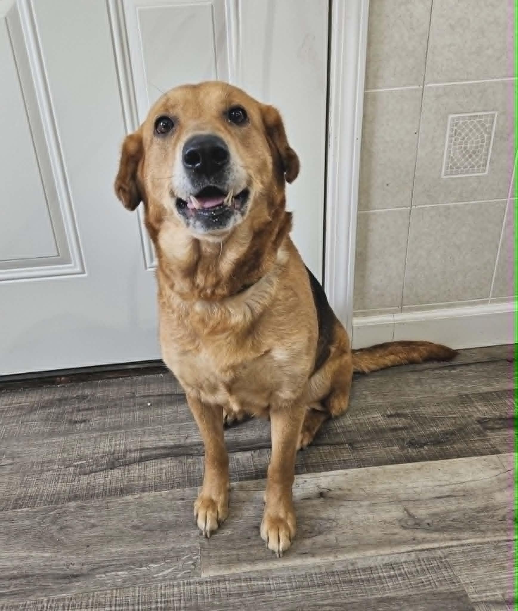 Enlarge Zephy, a Adoptable mixed breed in Hoopeston, IL image 5/5