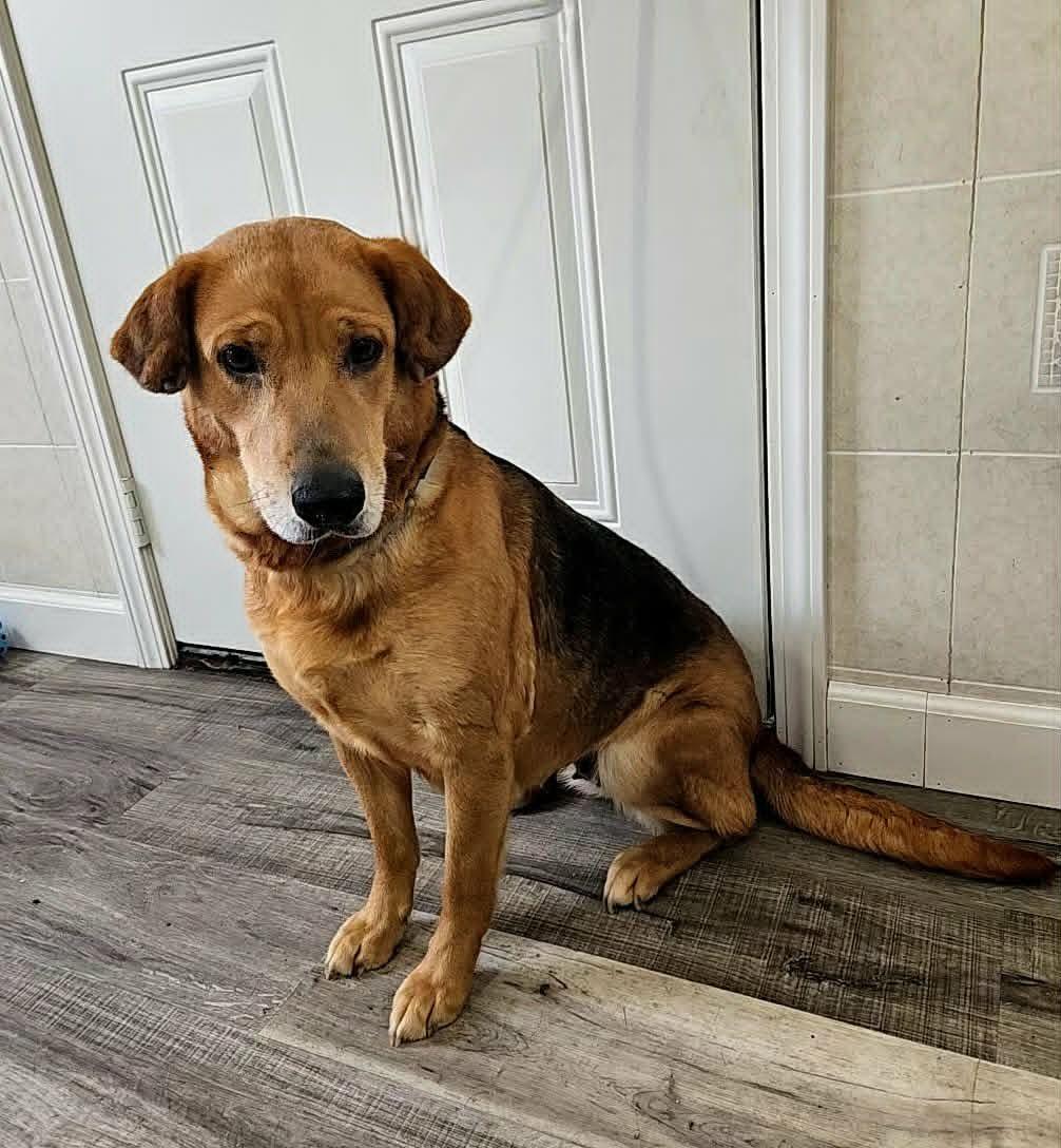 Enlarge Zephy, a Adoptable mixed breed in Hoopeston, IL image 3/5