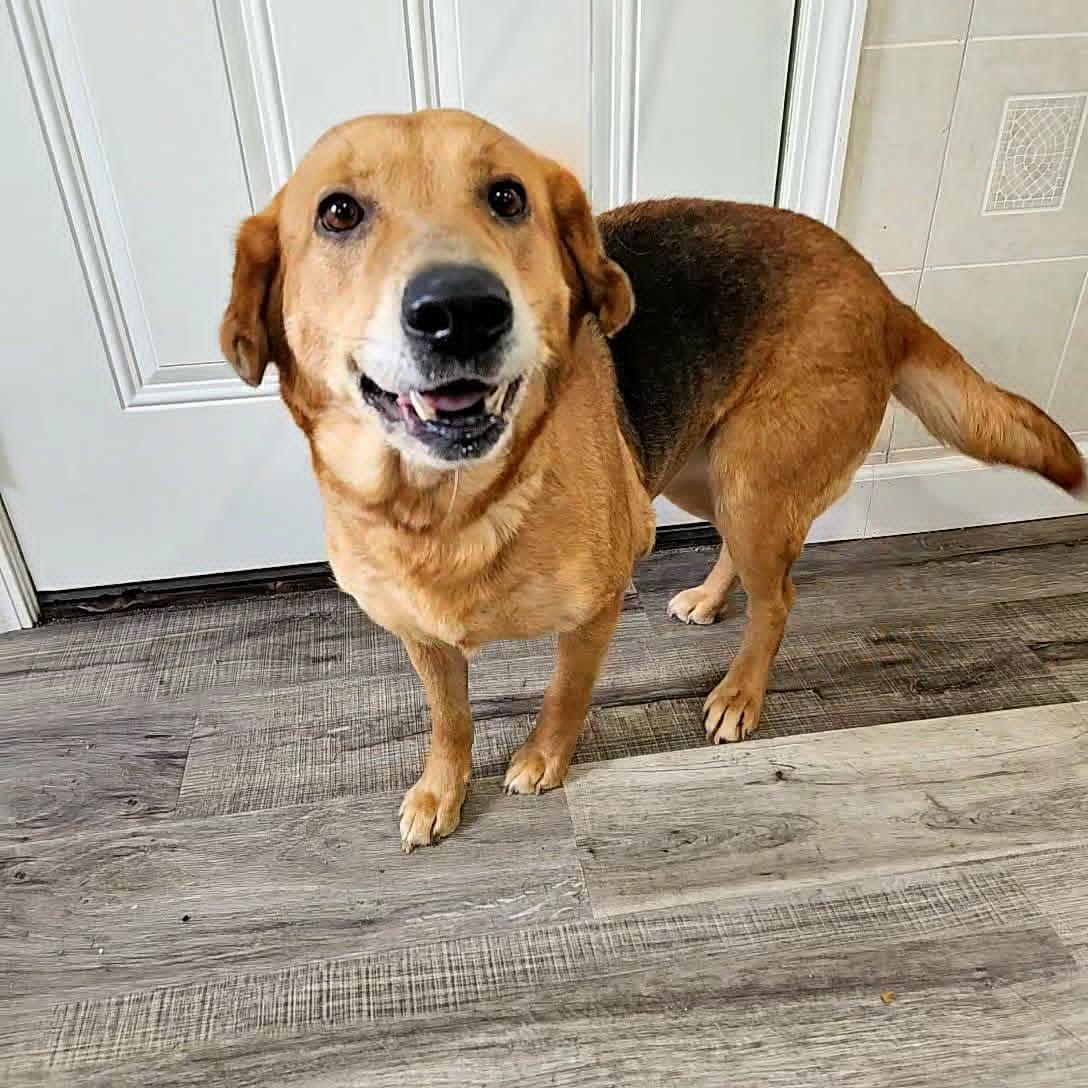 Enlarge Zephy, a Adoptable mixed breed in Hoopeston, IL image 2/5