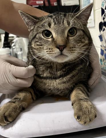 Enlarge THORTON, a Adoptable Domestic Short Hair in Pensacola, FL image 1/1