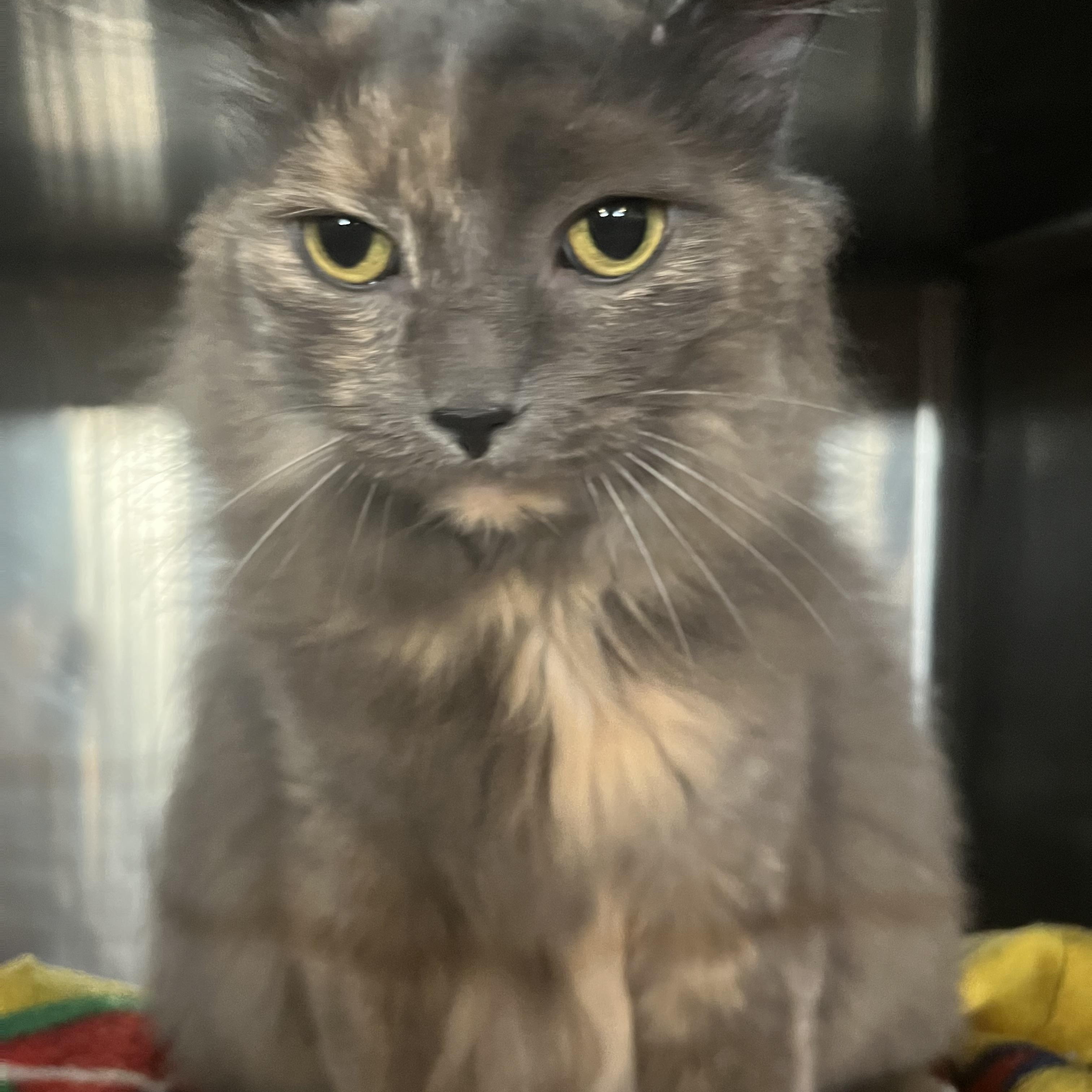 Enlarge Smokey, an adopted Domestic Medium Hair in Syracuse, NY image 1/1