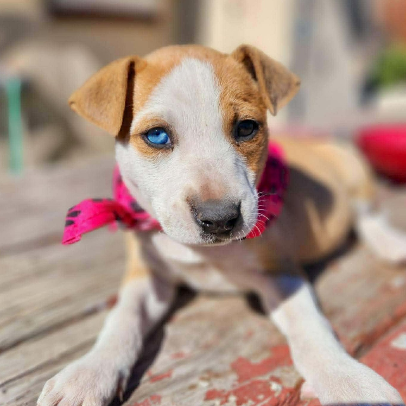 Josie, Adoptable, Puppy Female Retriever & Catahoula Leopard Dog.