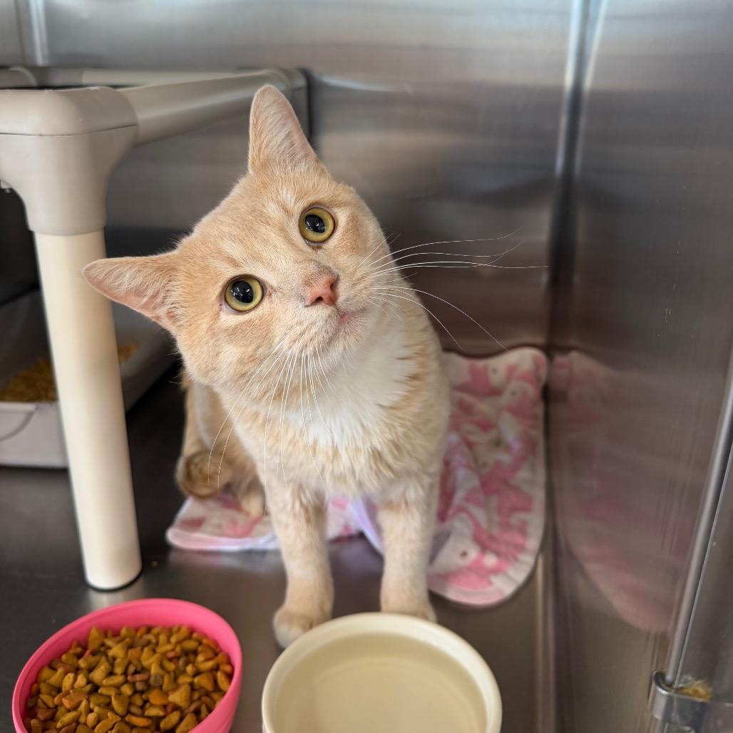 Enlarge Pickle, a Adoptable Domestic Short Hair in Spanish Fork, UT image 1/1