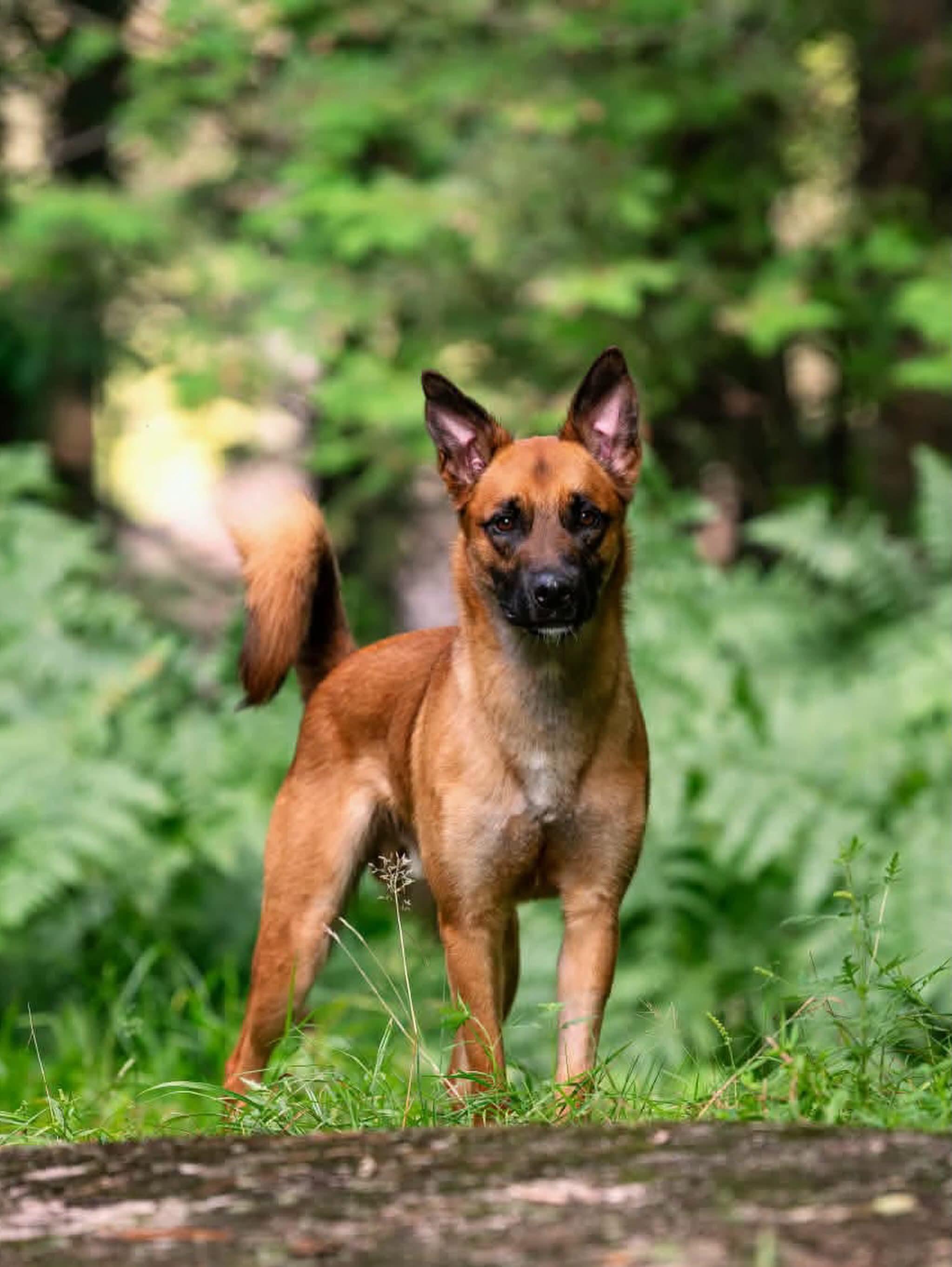 Nemo, adopted, Adult Male Belgian Shepherd / Malinois.