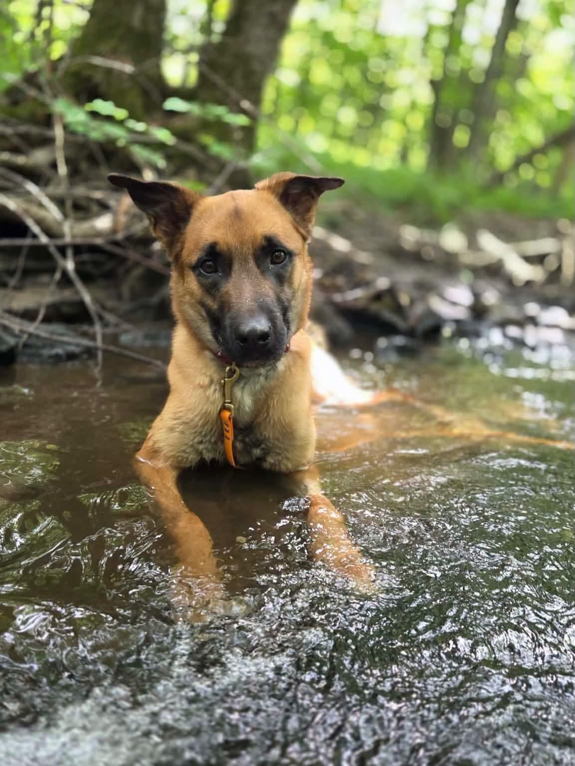 Enlarge Nemo, an adopted mixed breed in Harrietsfield, NS image 2/5